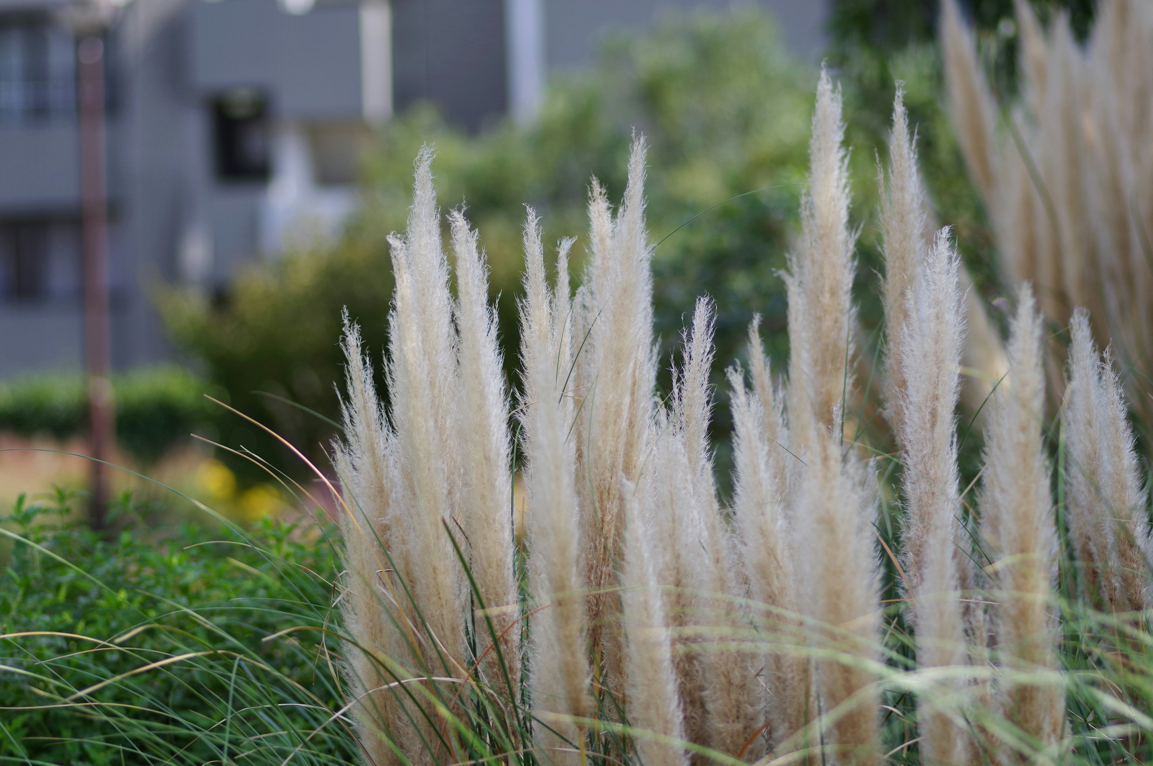 Rumput pampas putih berbulu berdiri tinggi di latar belakang hijau subur