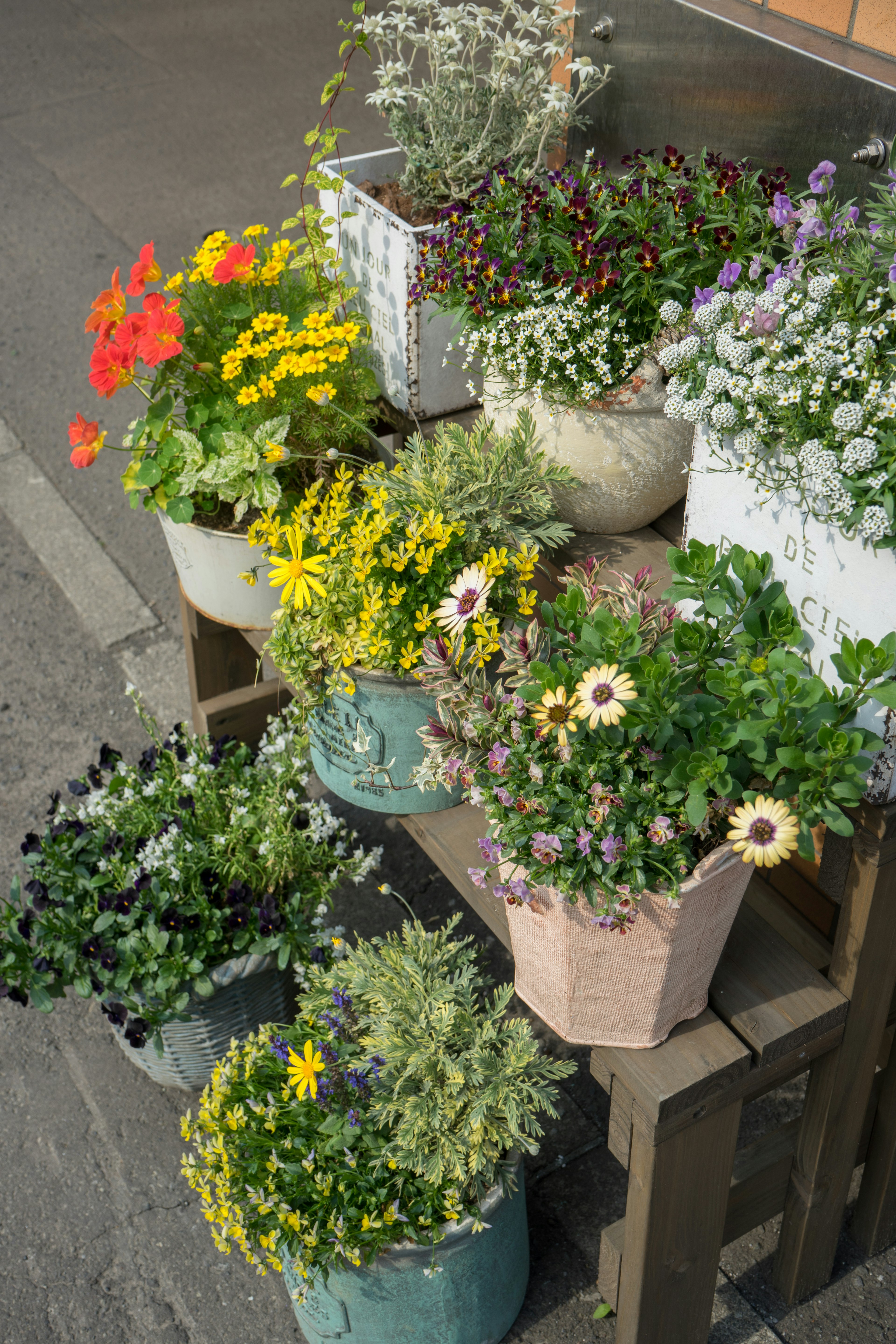 A vibrant display of potted flowers in various colors