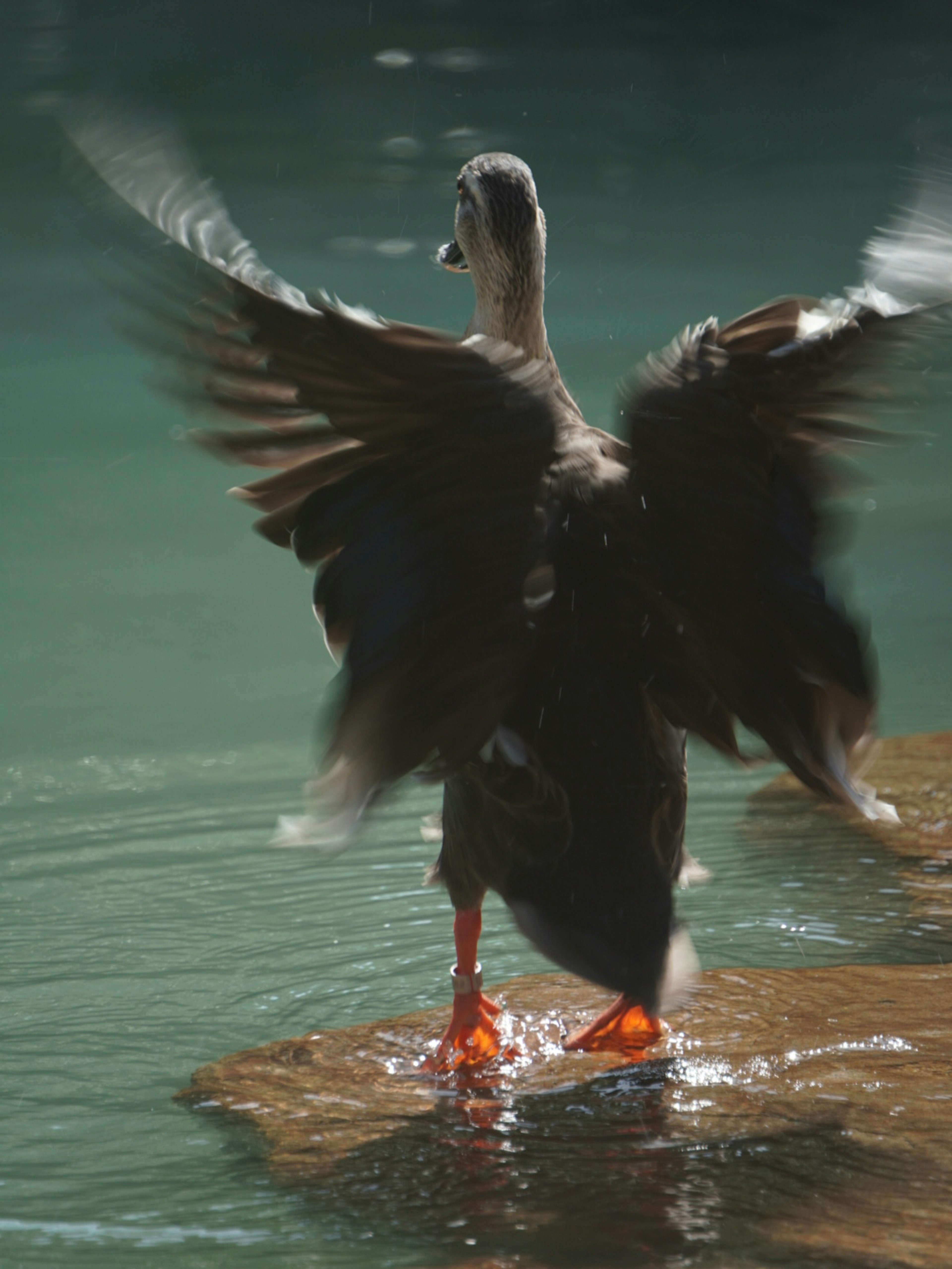 水辺で羽を広げているカモの姿