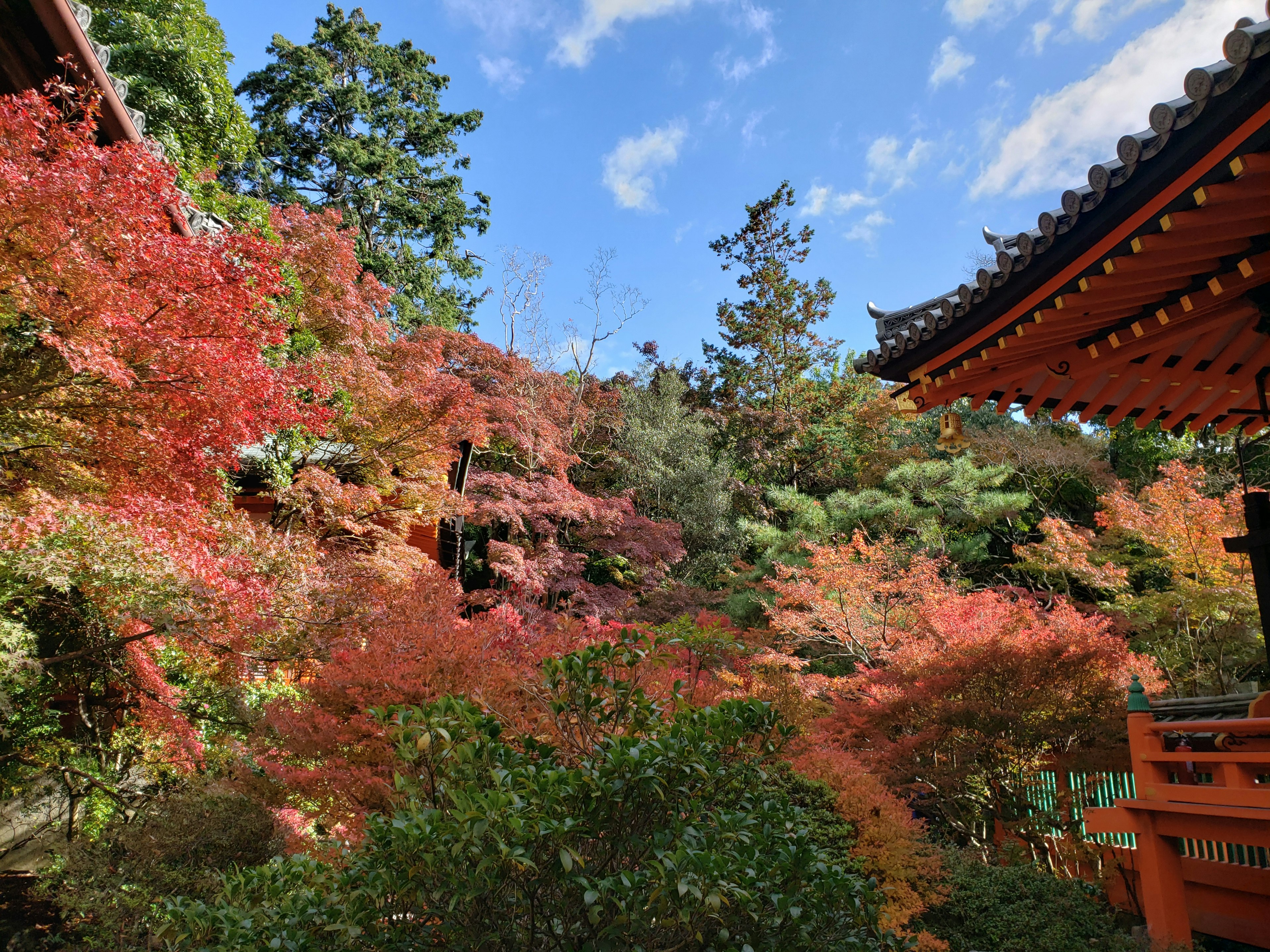 Vista escénica de un jardín con vibrante follaje de otoño