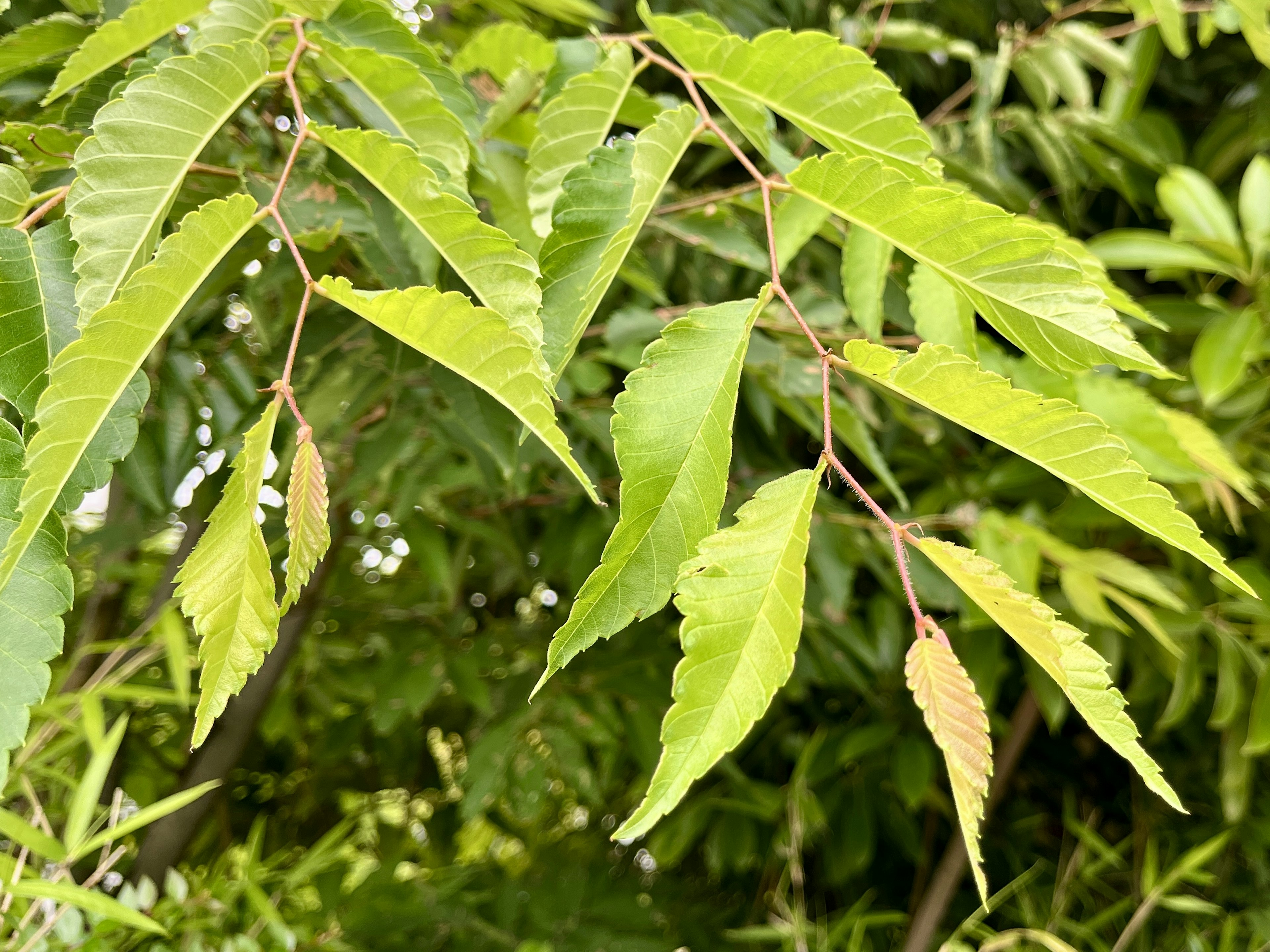 緑色の葉が生い茂る木の枝のクローズアップ