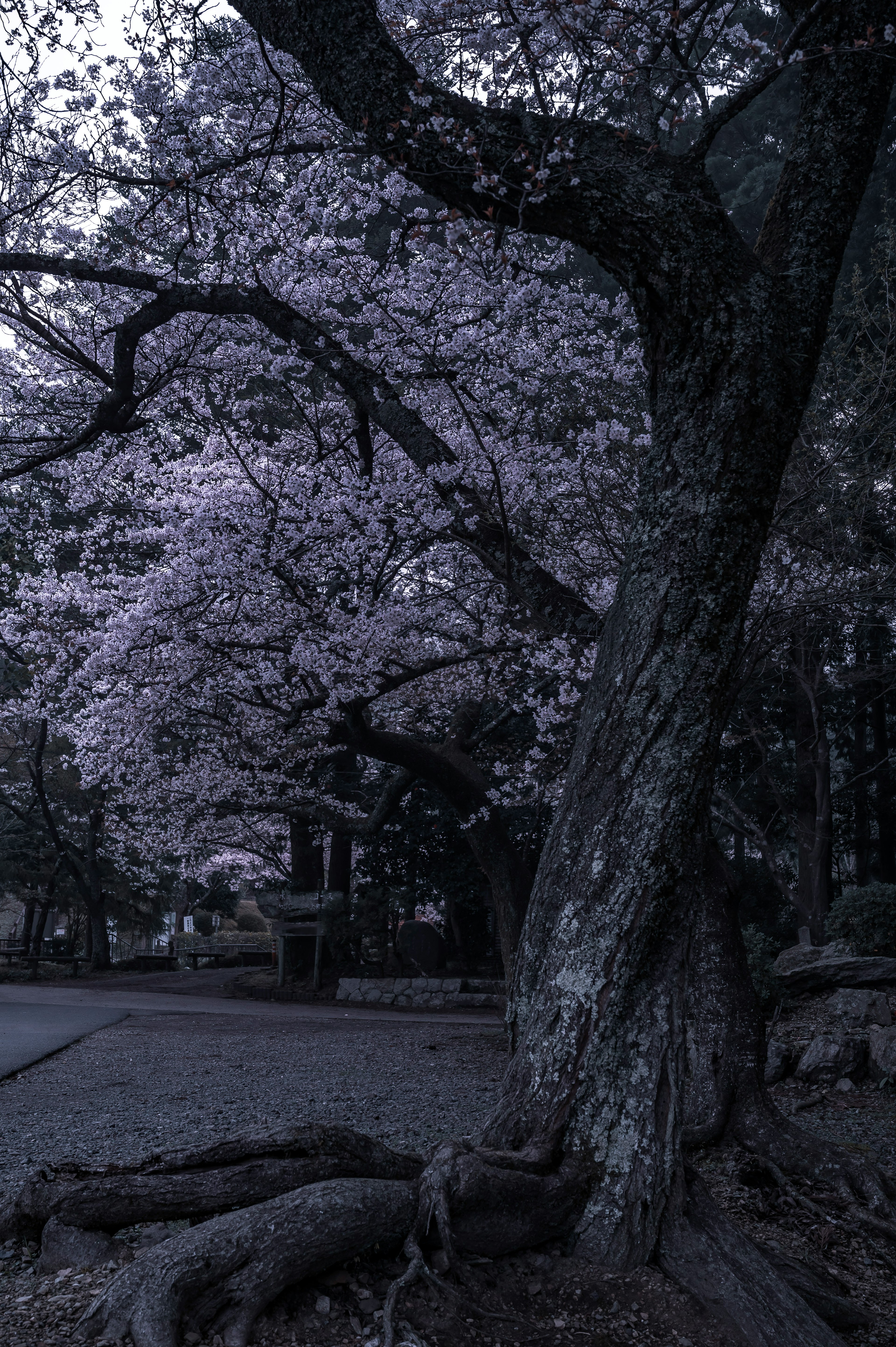 暗い背景に咲く桜の木の近くで特徴的な幹と根を持つ