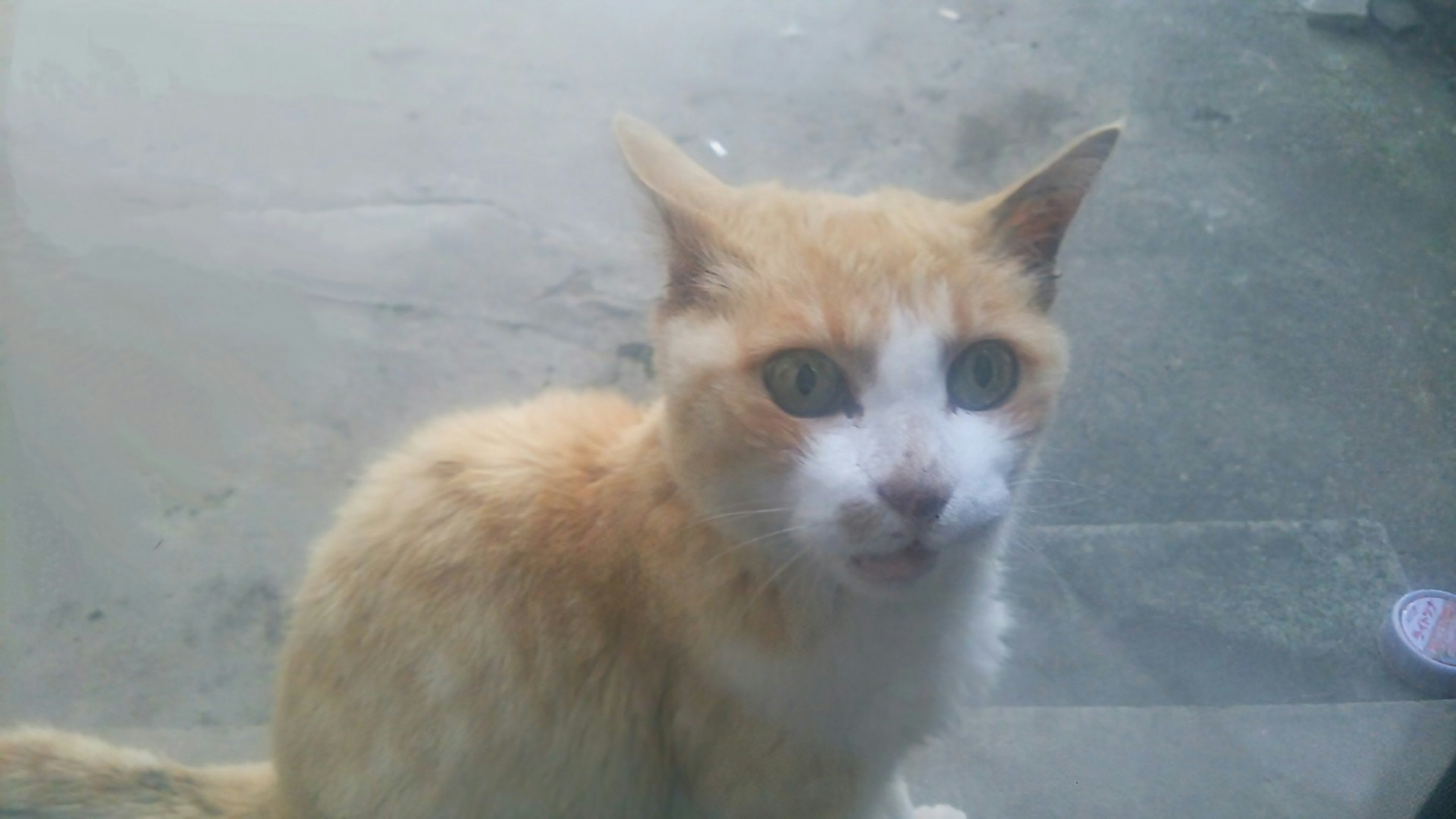 Gros plan d'un chat orange aux yeux bleus assis devant une fenêtre