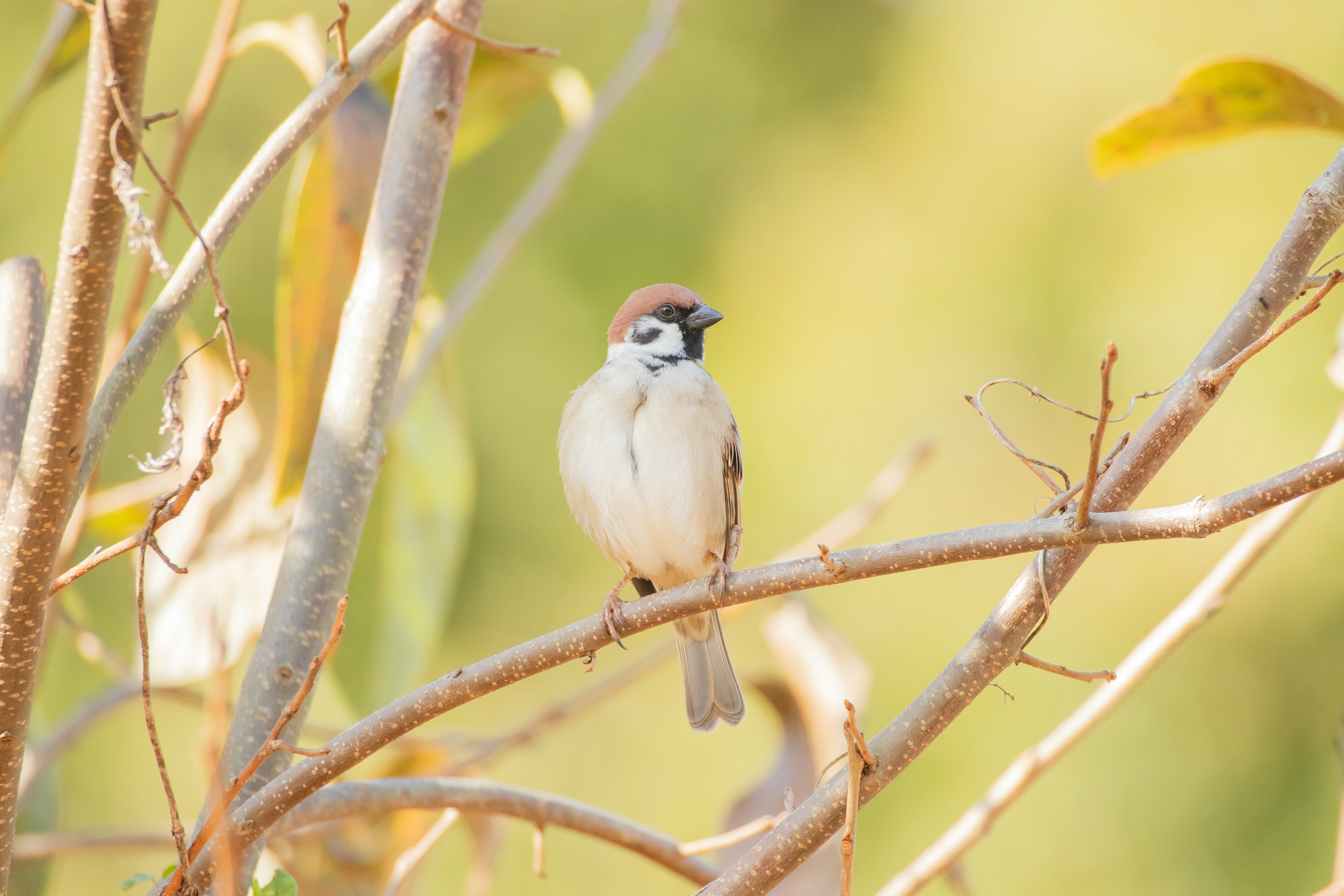 Ein kleiner Vogel sitzt auf einem Ast mit einem verschwommenen grünen und gelben Hintergrund