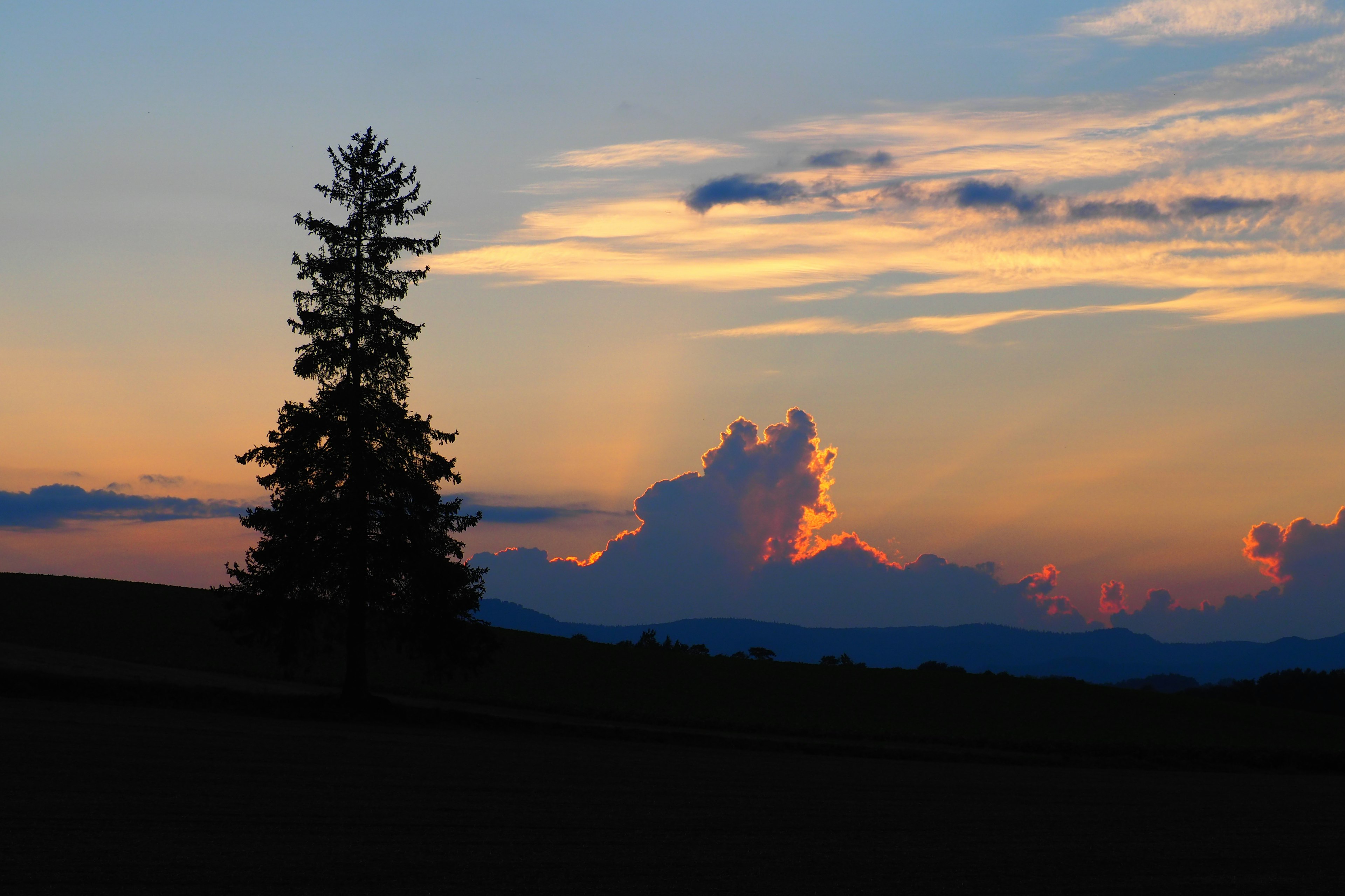 Silhouette di un albero contro un cielo di tramonto colorato