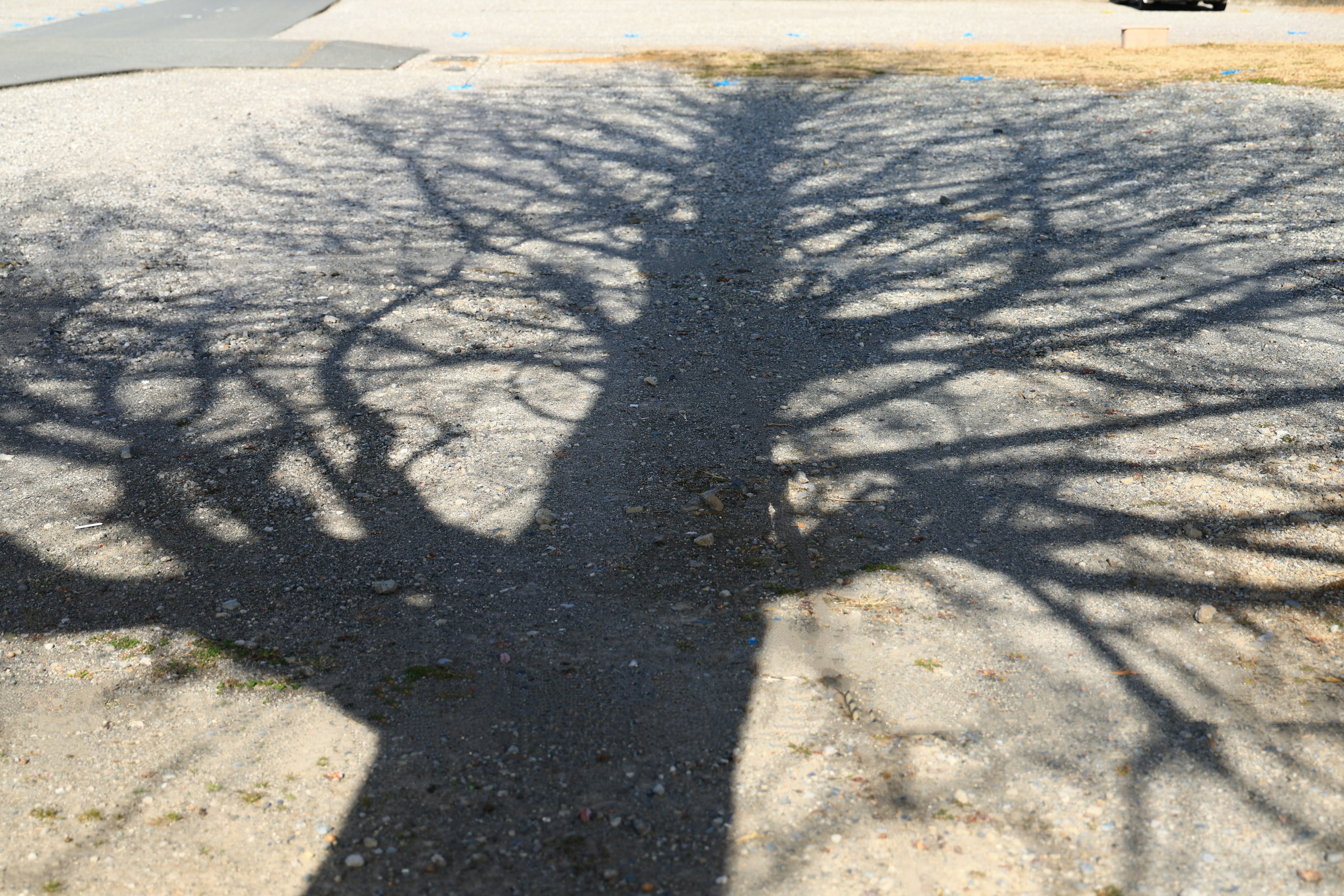 Une ombre d'arbre projetée sur le sol