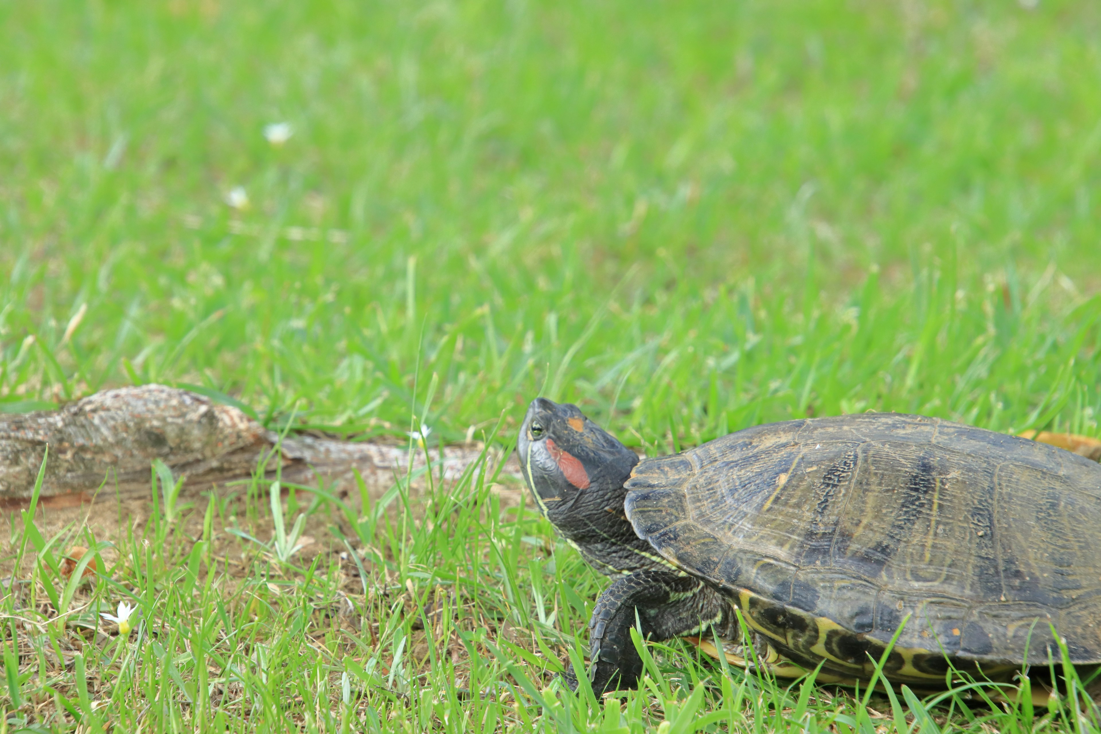 Seitenansicht einer Schildkröte auf grünem Gras