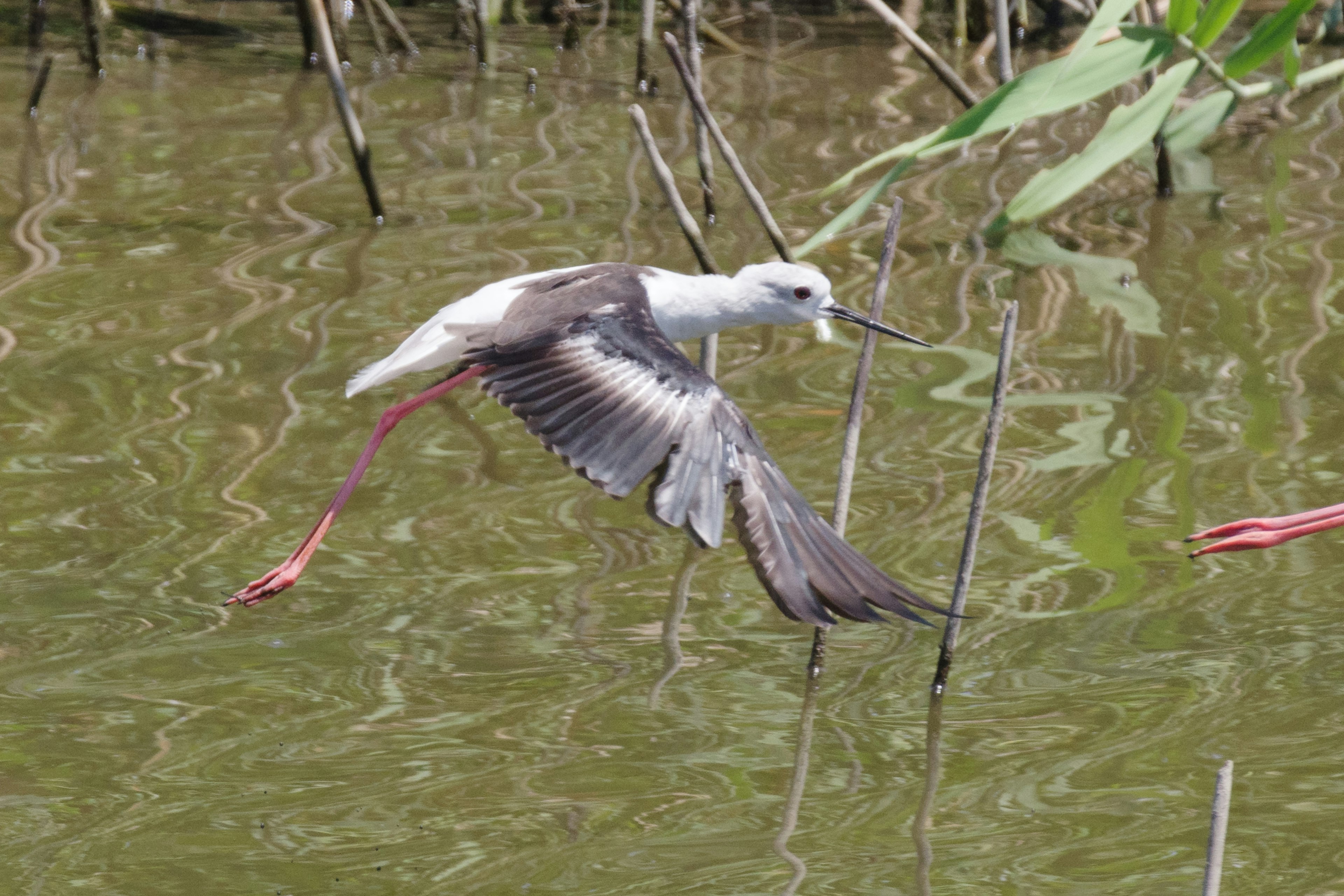 Immagine di un uccello bianco e nero che vola sull'acqua