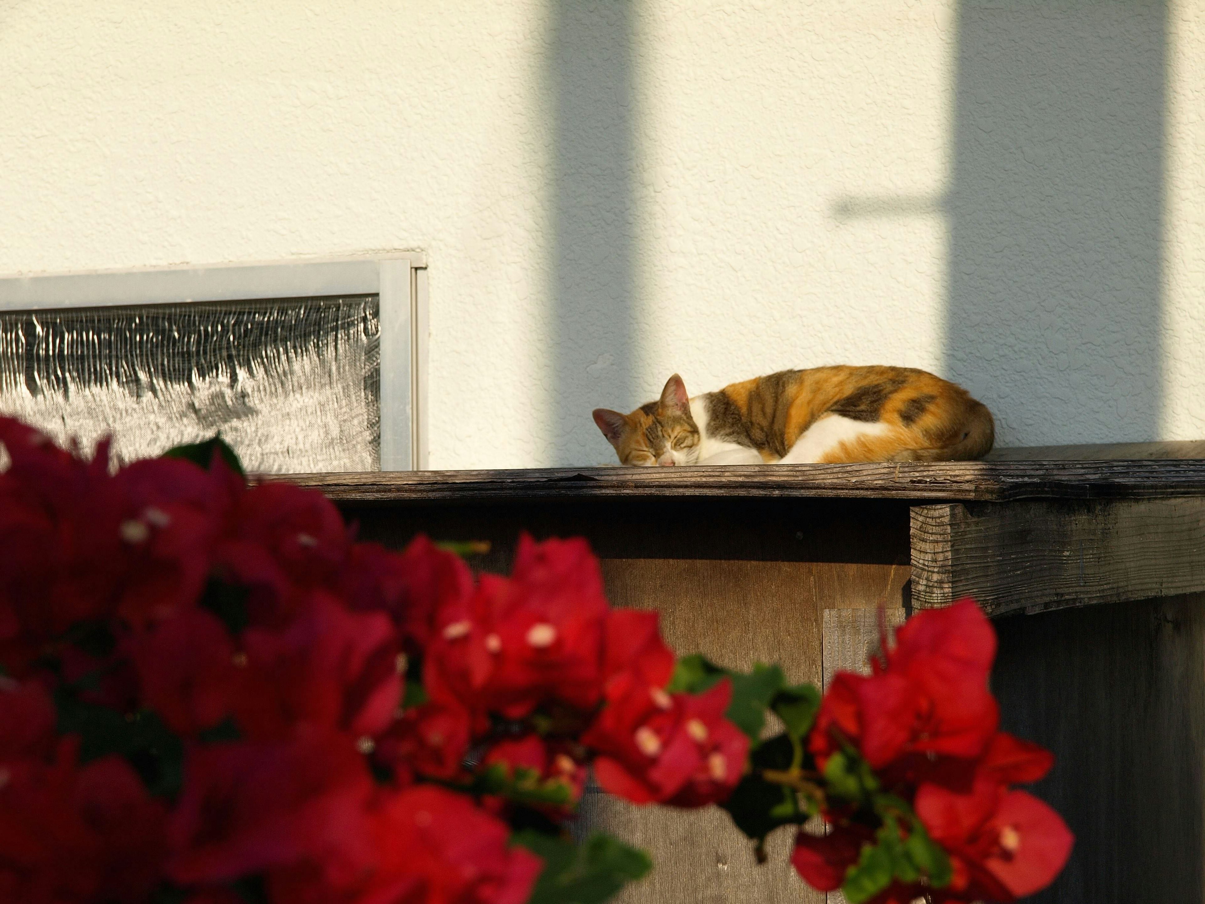 Calico-Katze, die sich in der Sonne mit lebhaften roten Bougainvillea-Blüten entspannt