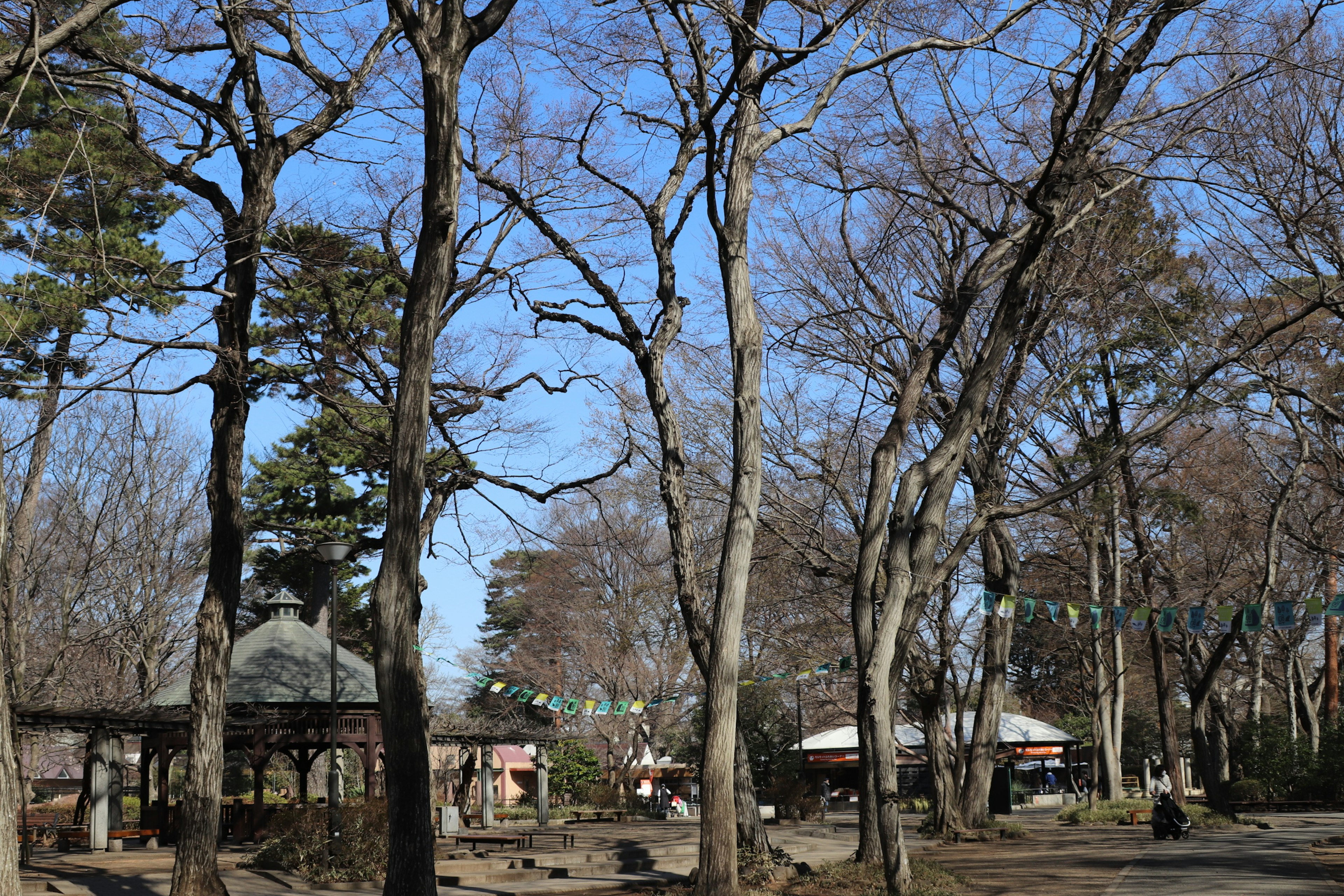 冬の公園の風景 bare trees and blue sky with distant structures