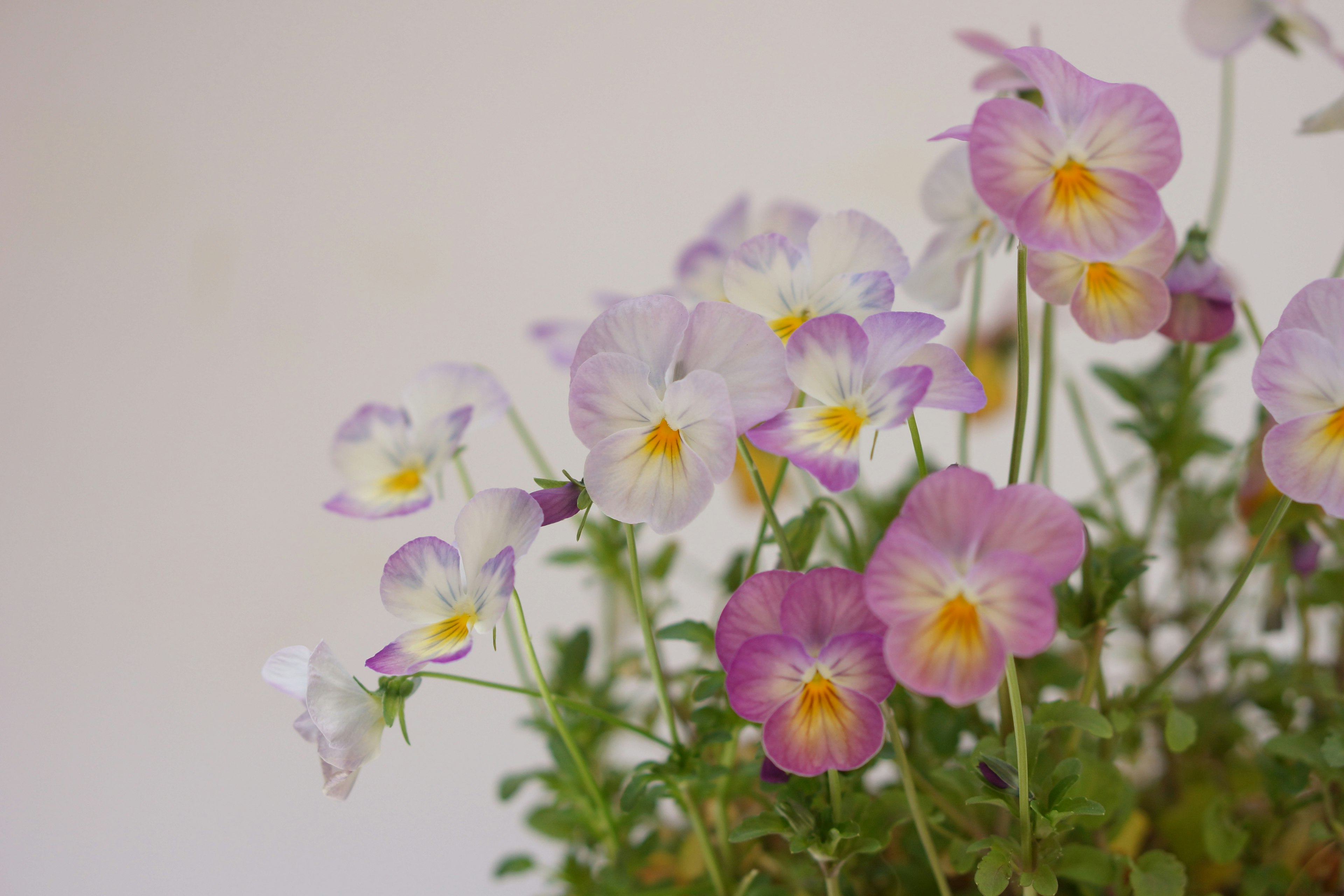 色とりどりの花が咲いている植物のクローズアップ