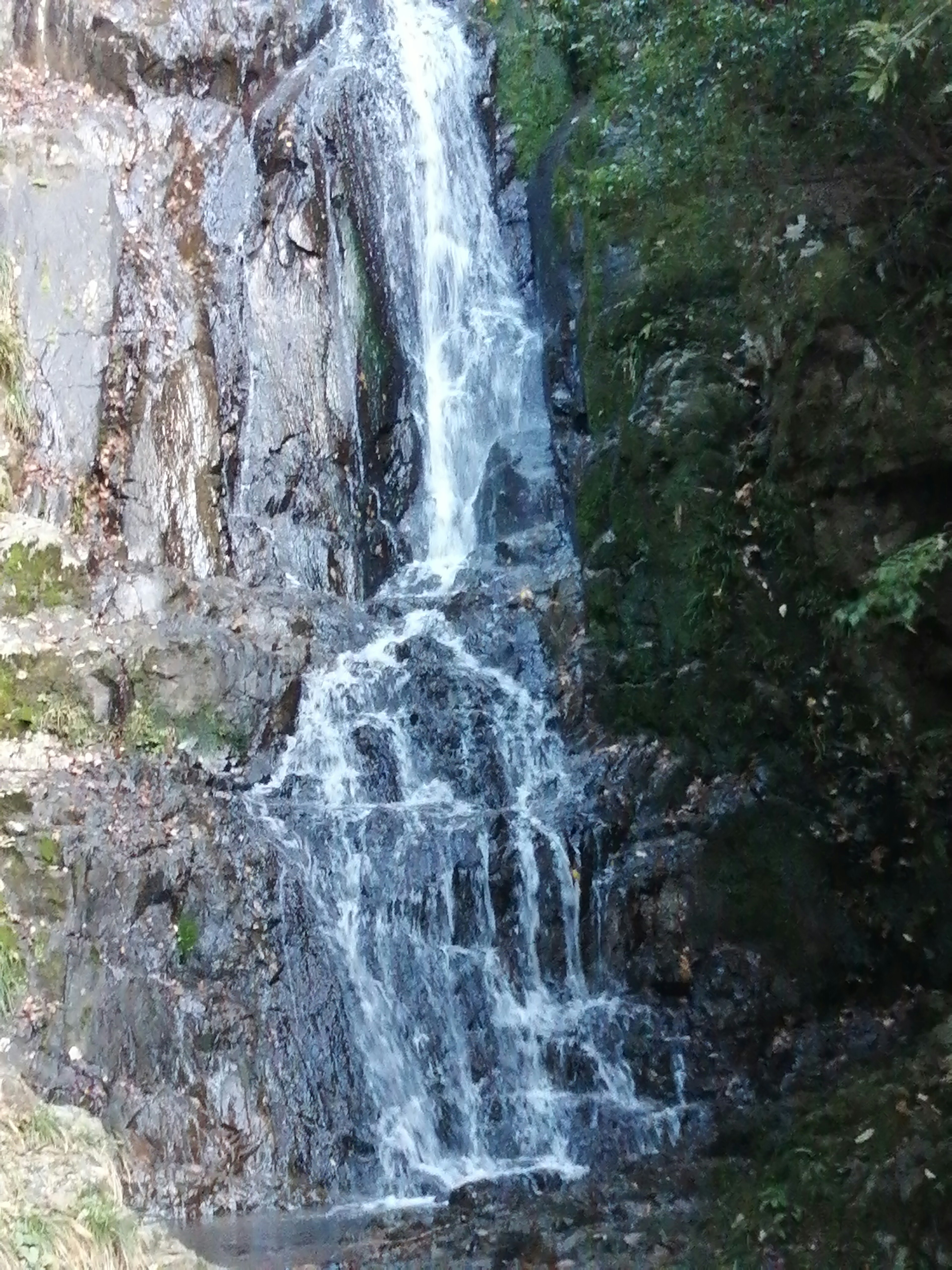 Bild eines Wasserfalls umgeben von Grün, das den Wasserfluss und die Felsstruktur zeigt