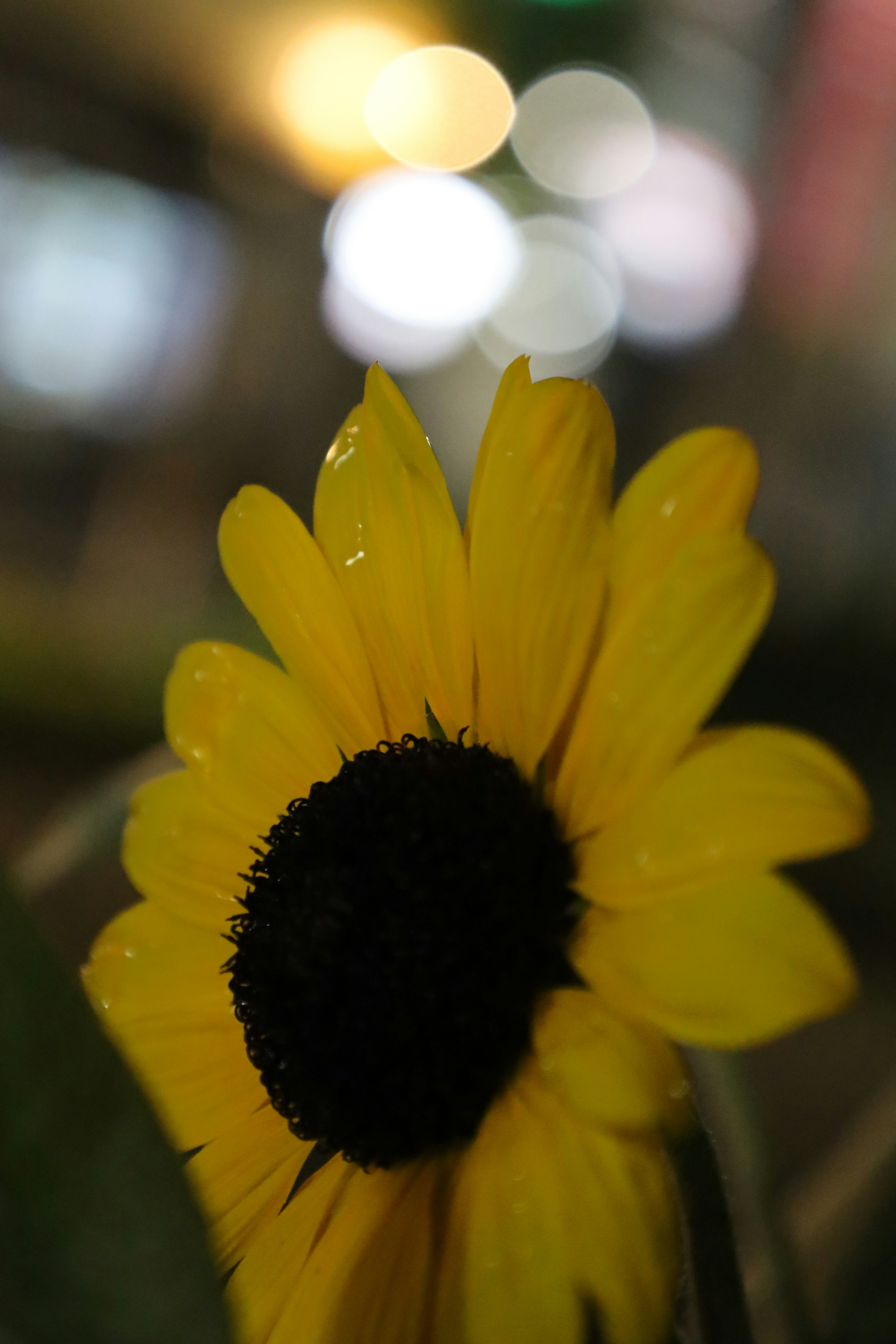 photo-wK44gaW0EwONpjxs4nf1-image