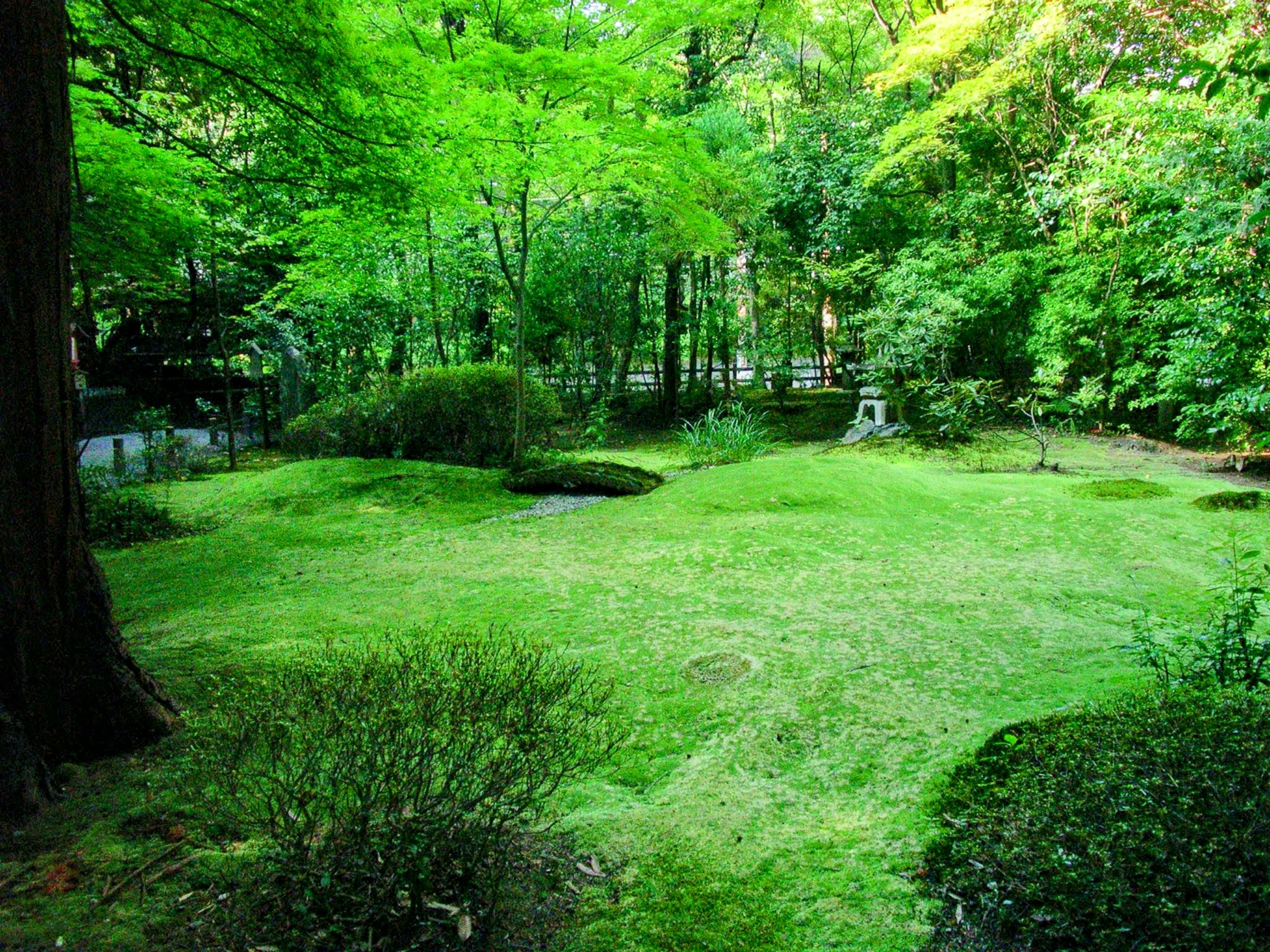 Paesaggio di giardino lussureggiante con uno stagno sereno e erba verde