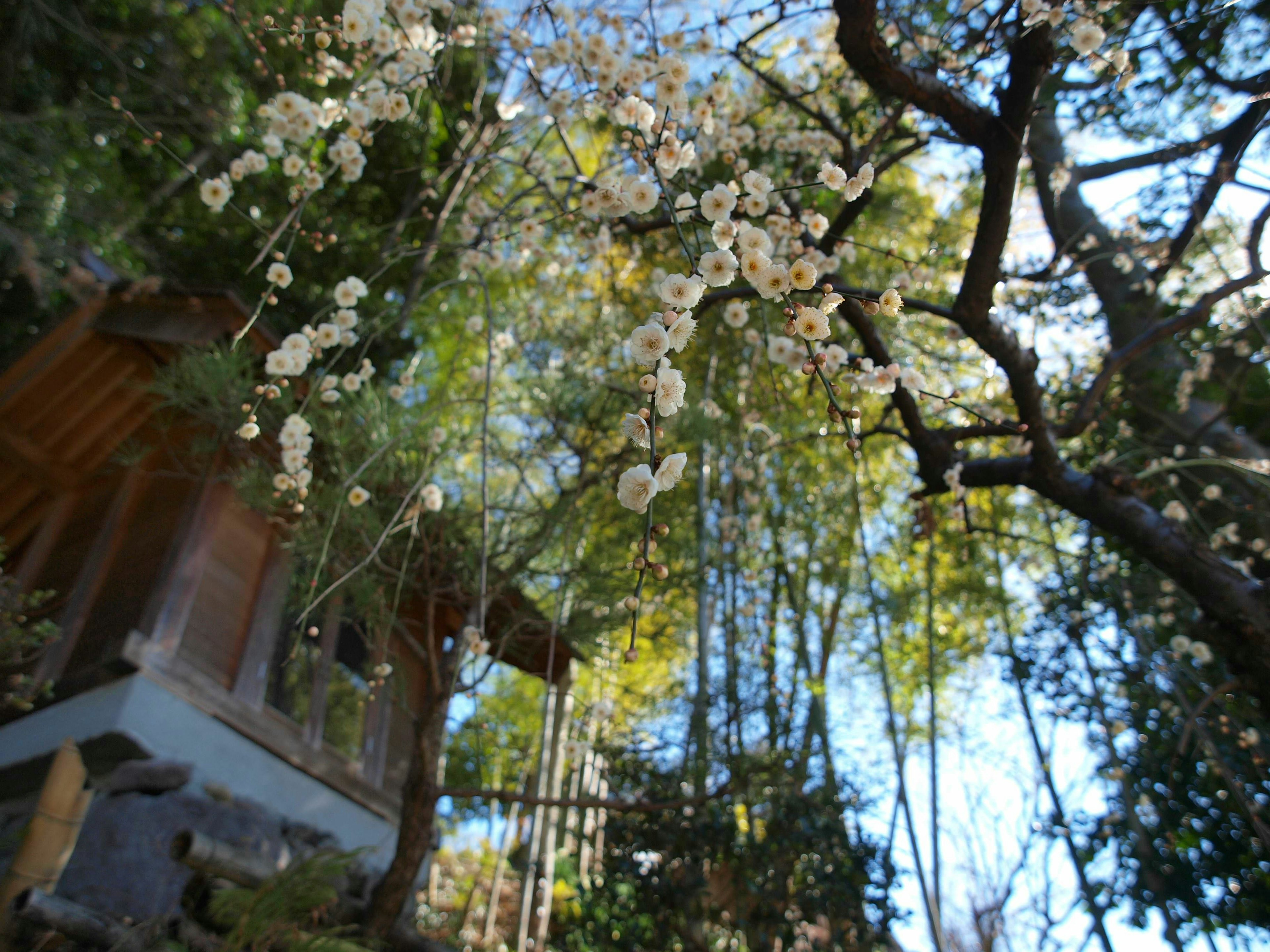 白い花が咲く枝と竹林の風景