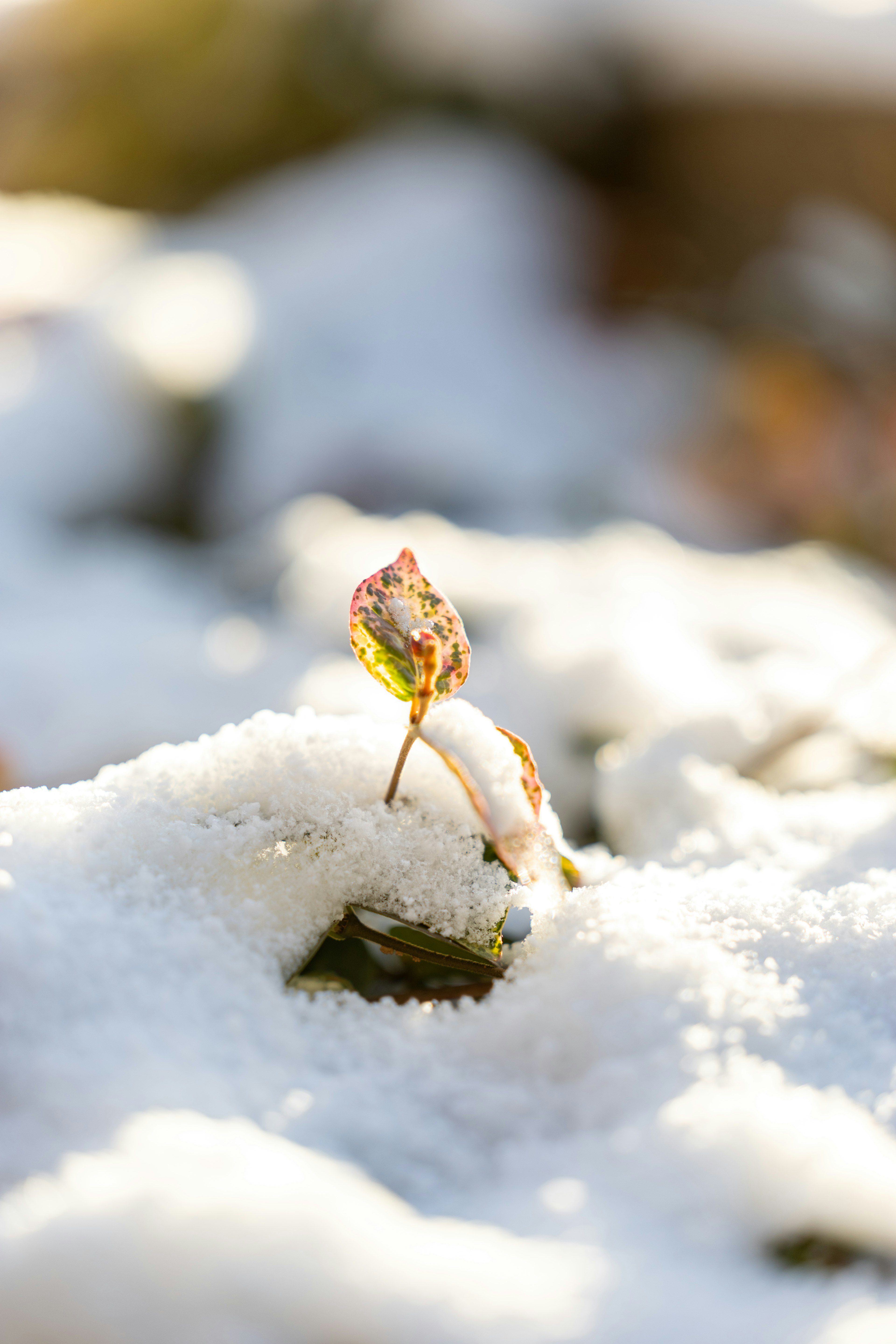 一小芽從雪中冒出