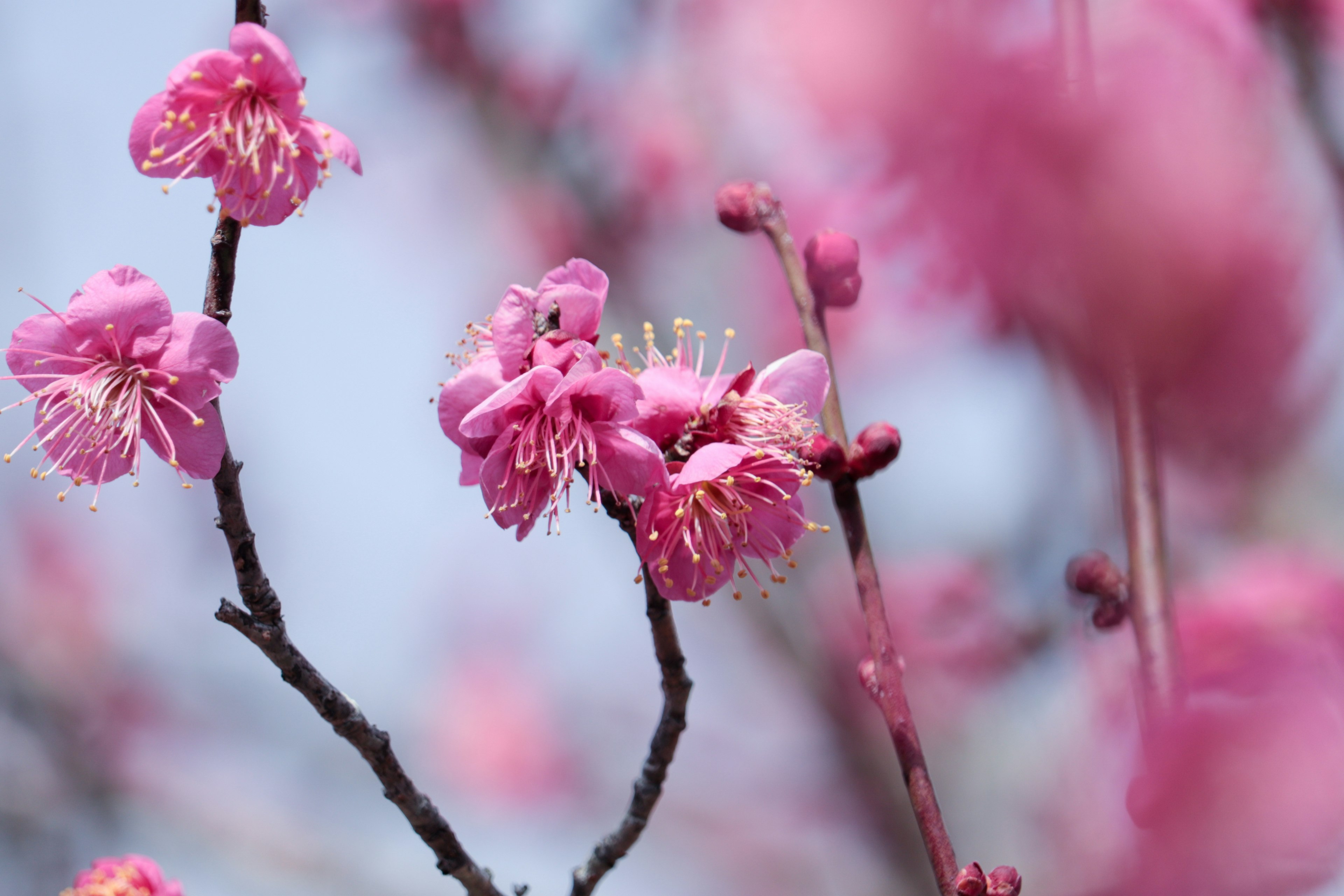 Close-up bunga plum pink di cabang