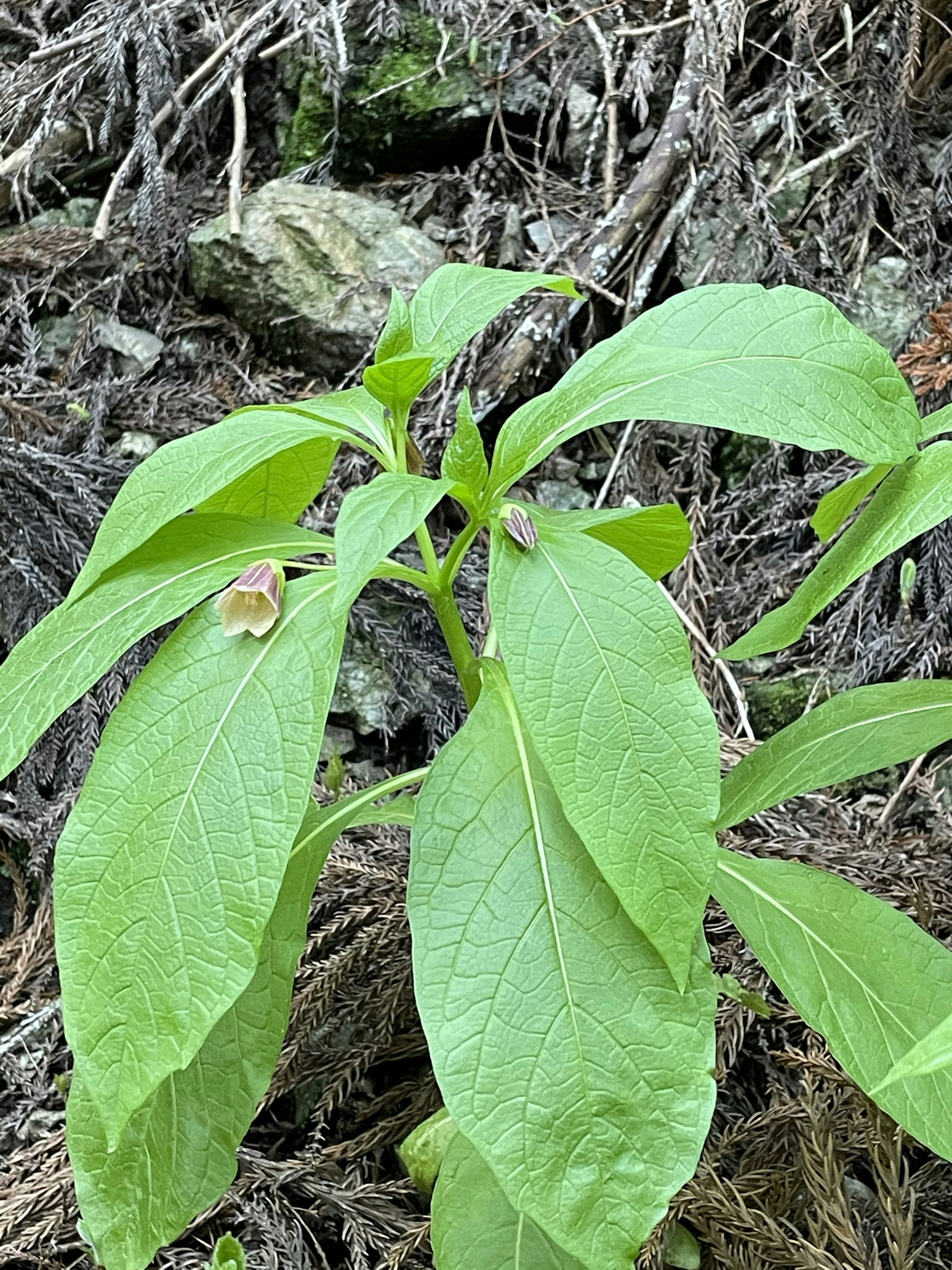 近距离拍摄的茂盛绿色植物，叶子宽大