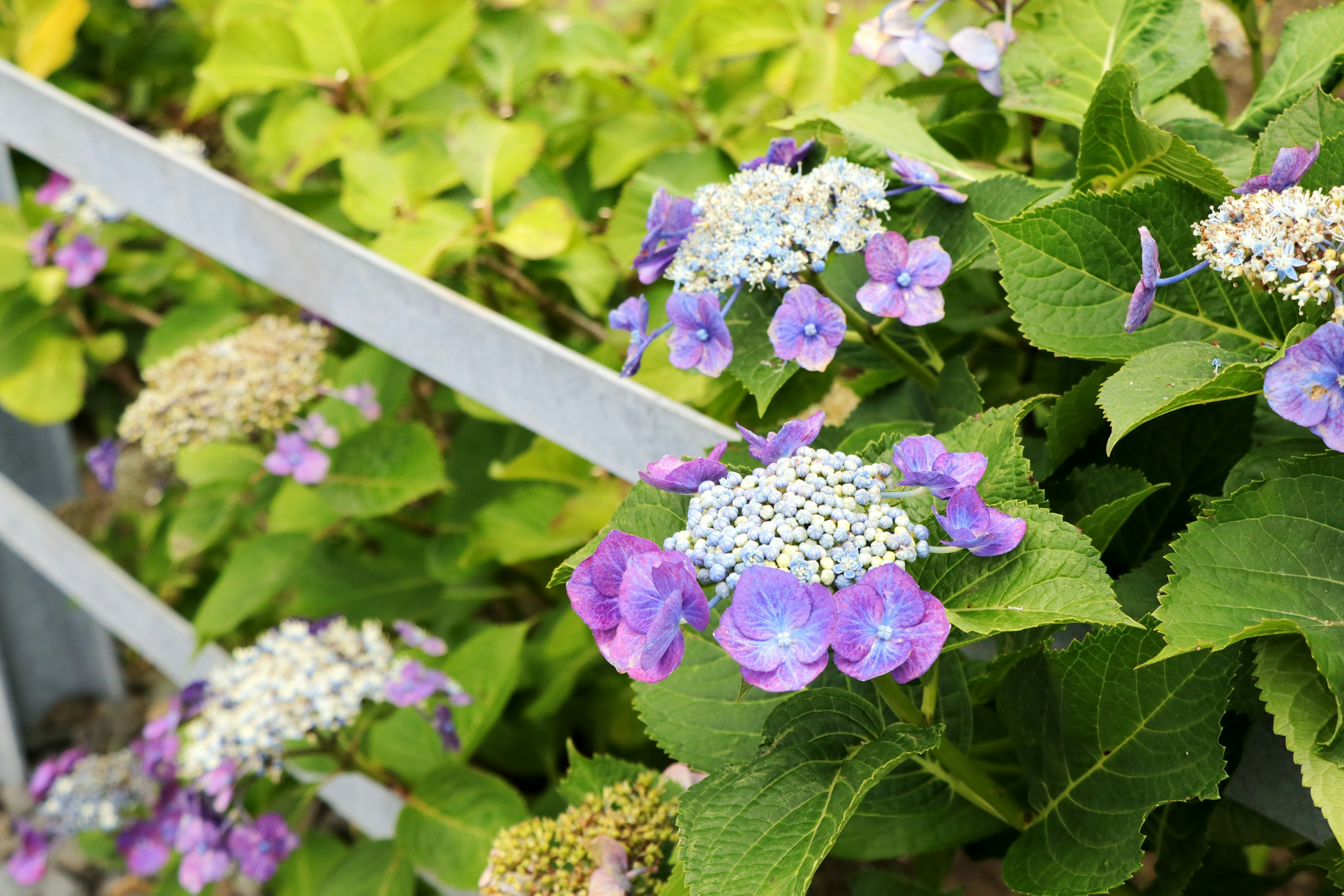 Fleurs d'hortensia colorées en fleurs avec des feuilles vertes et une clôture blanche en arrière-plan