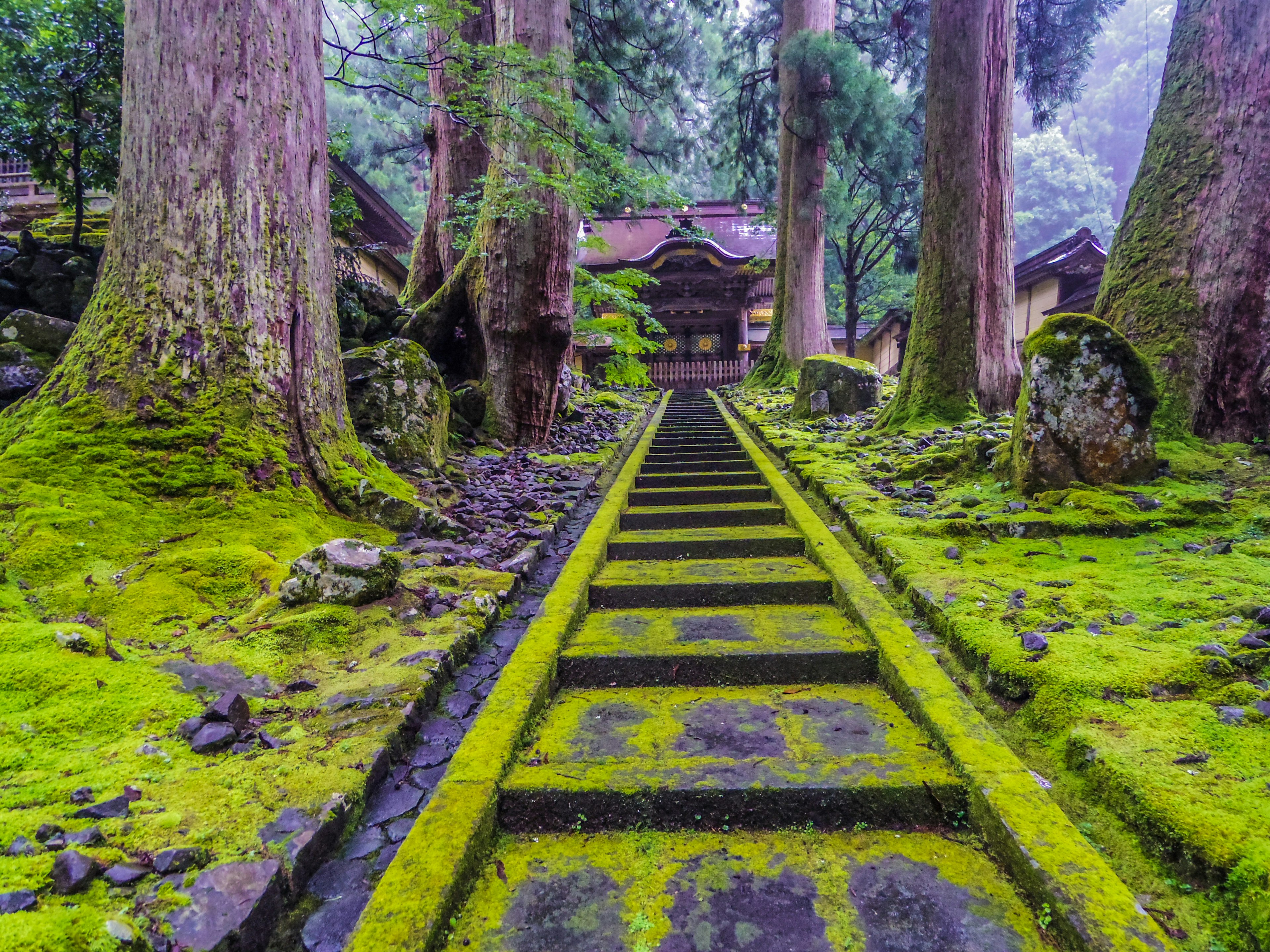 緑に覆われた石の階段と背の高い木々が並ぶ神秘的な風景