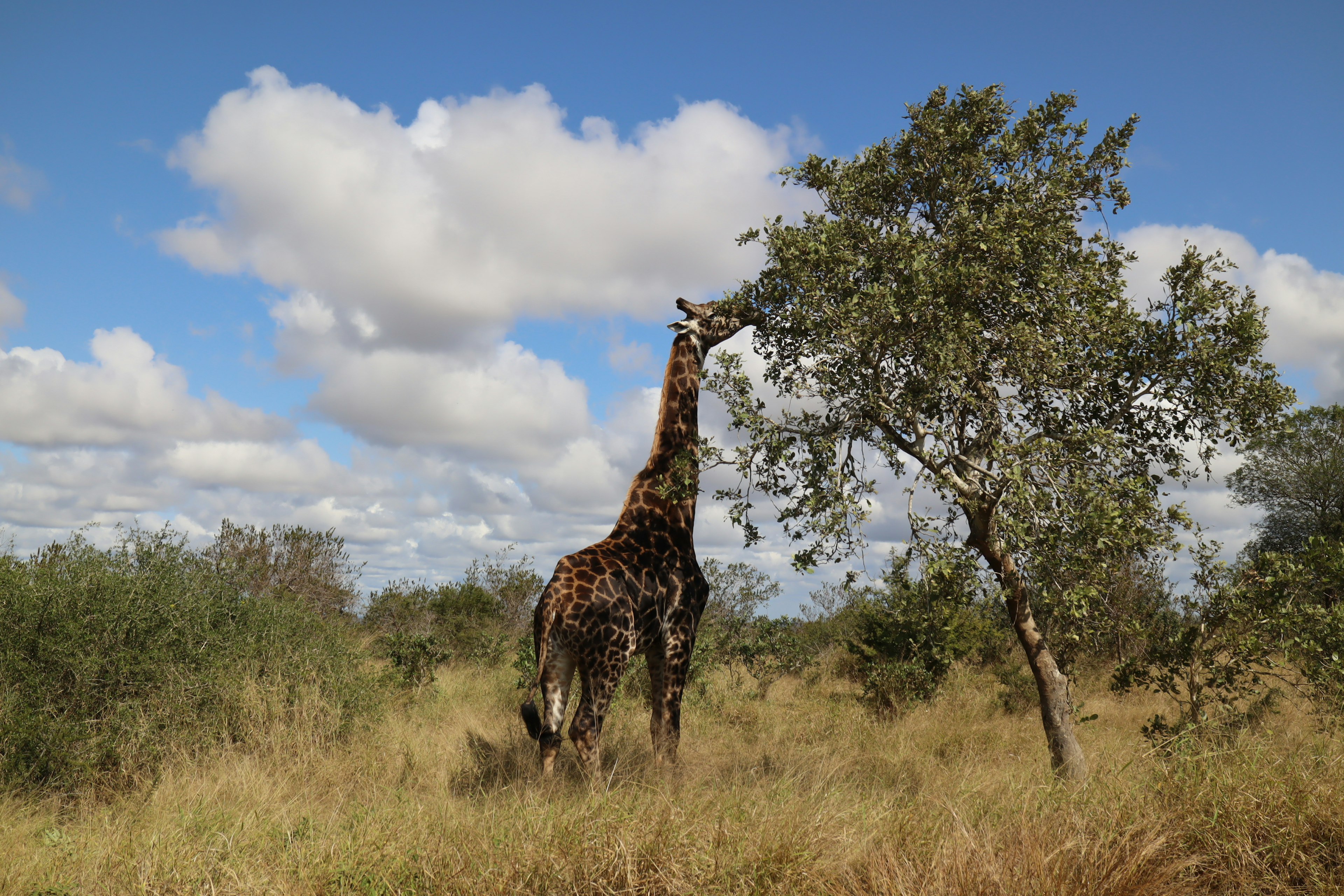 Una giraffa che mangia foglie da un albero in un paesaggio erboso