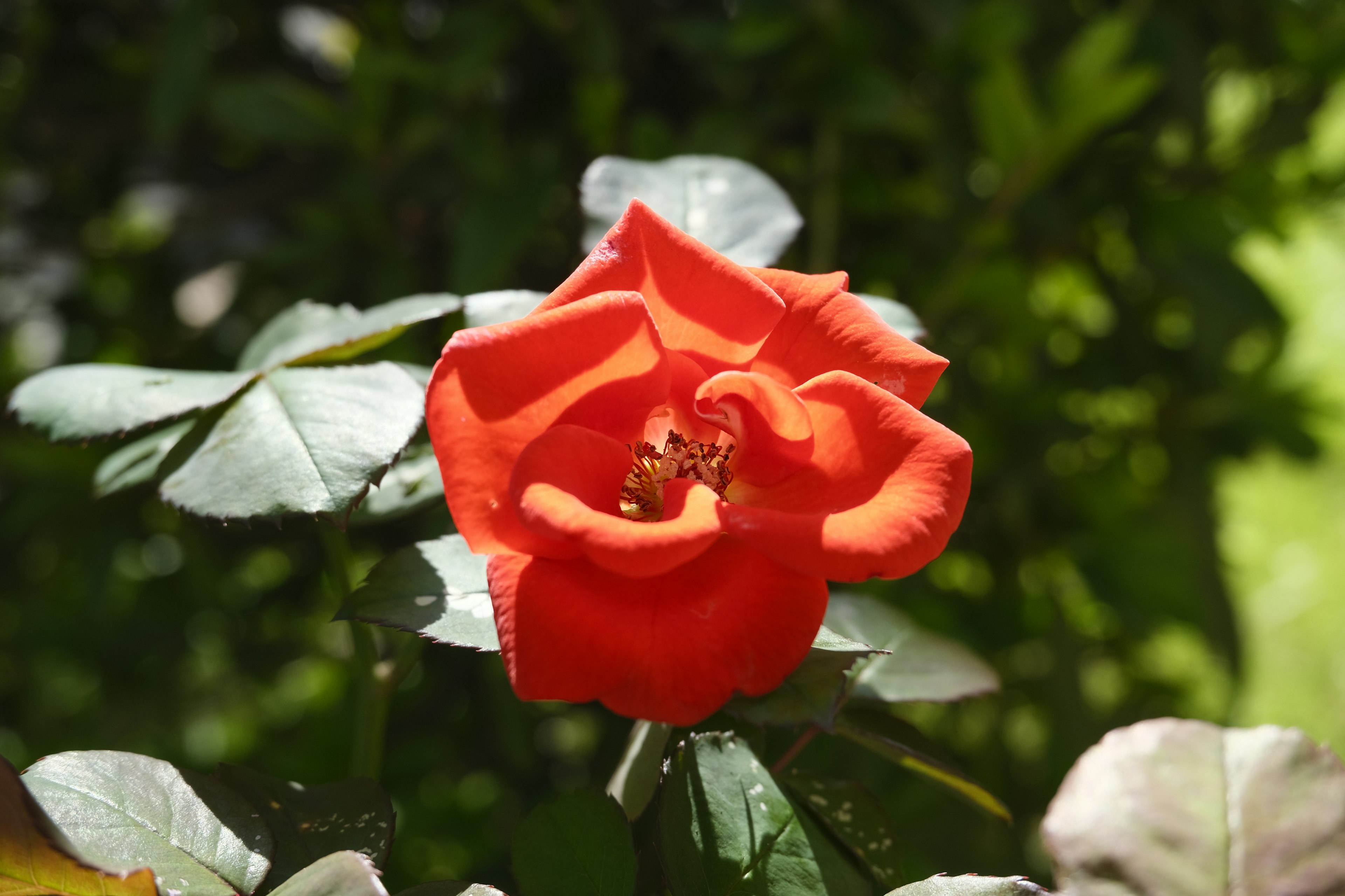 Eine lebendige rote Rose blüht zwischen grünen Blättern