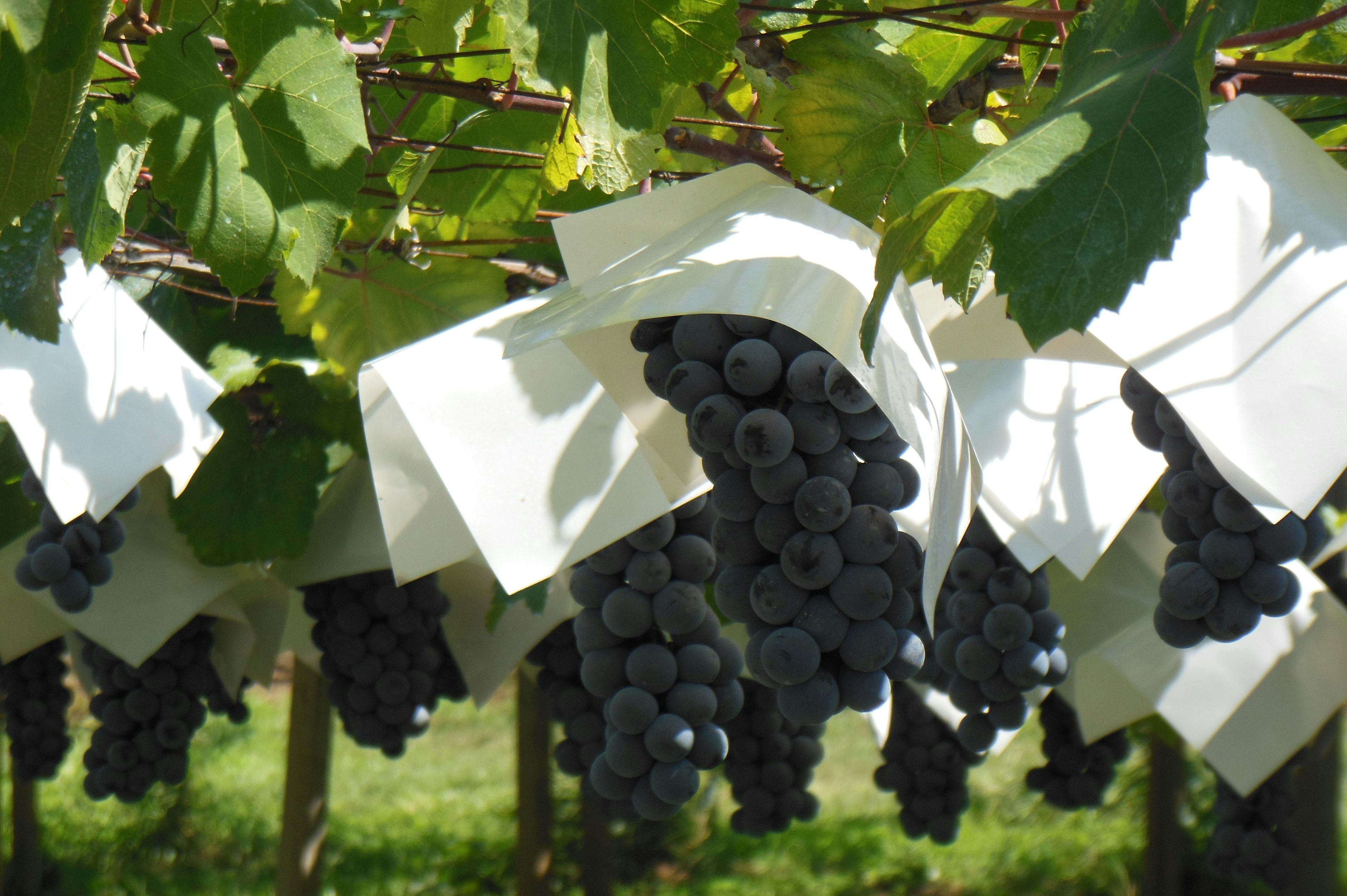 bunches of black grapes covered with white paper bags on vines