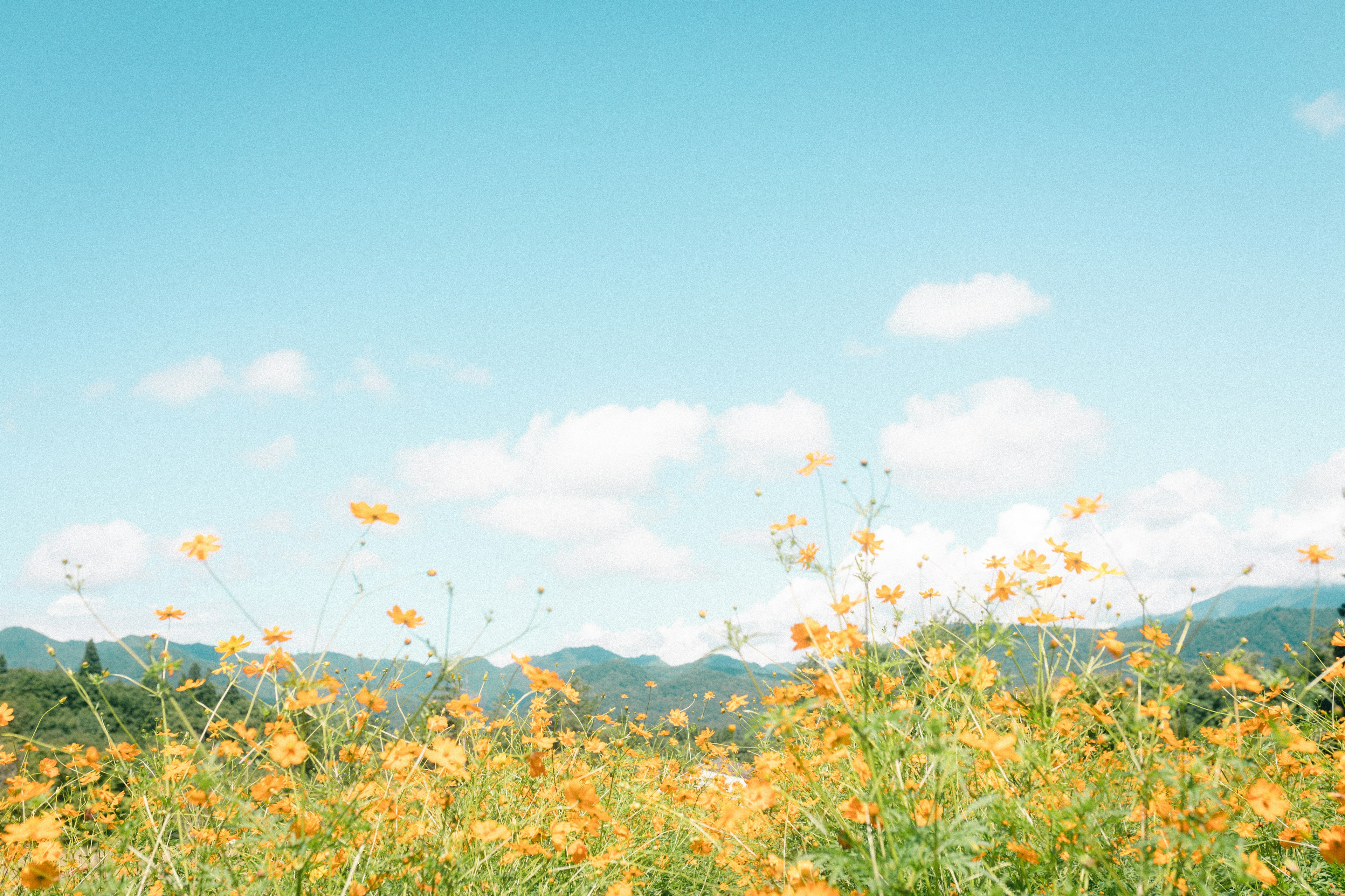 Landschaft mit blauem Himmel und blühenden gelben Blumen