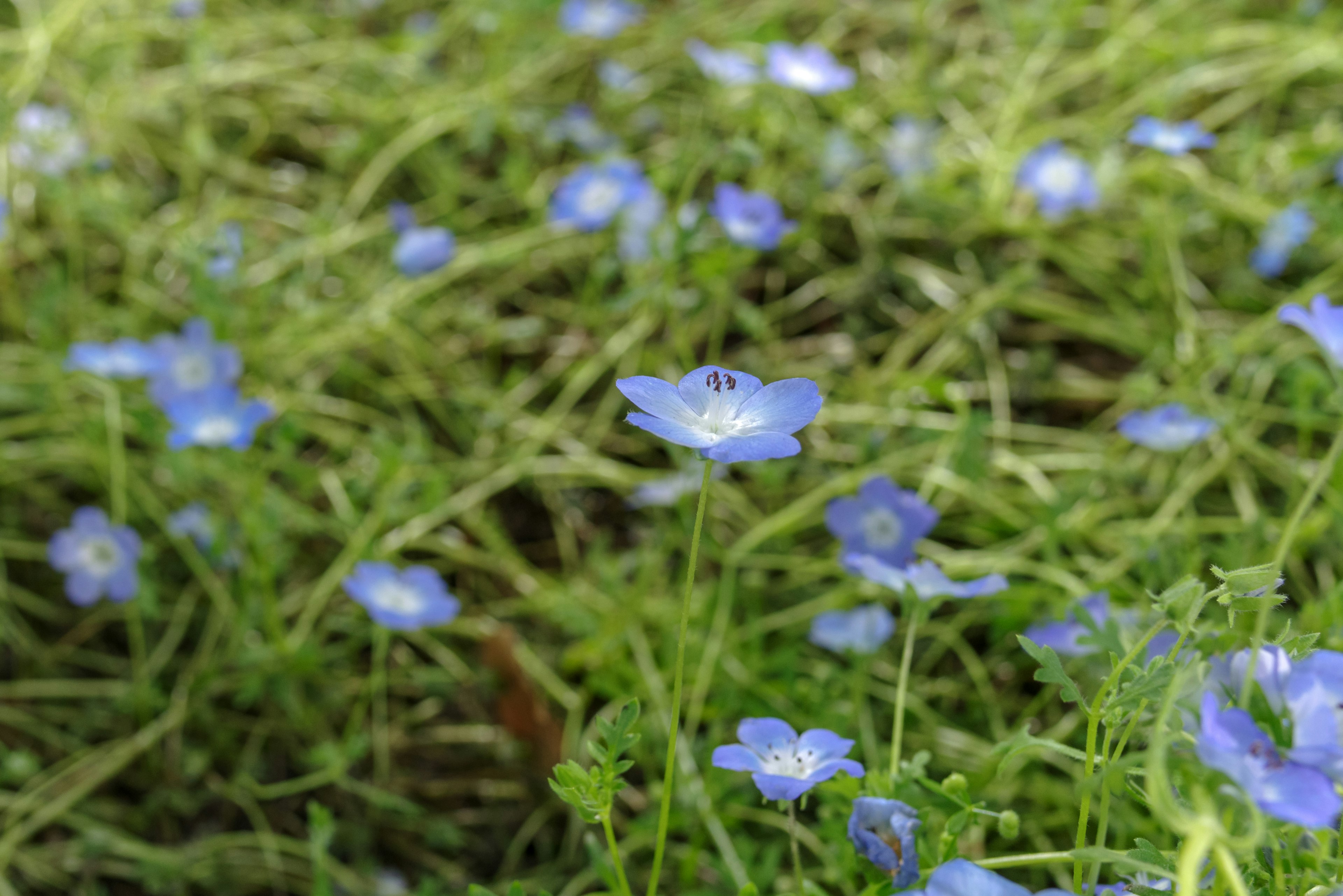 青い花が広がる草地のアップ