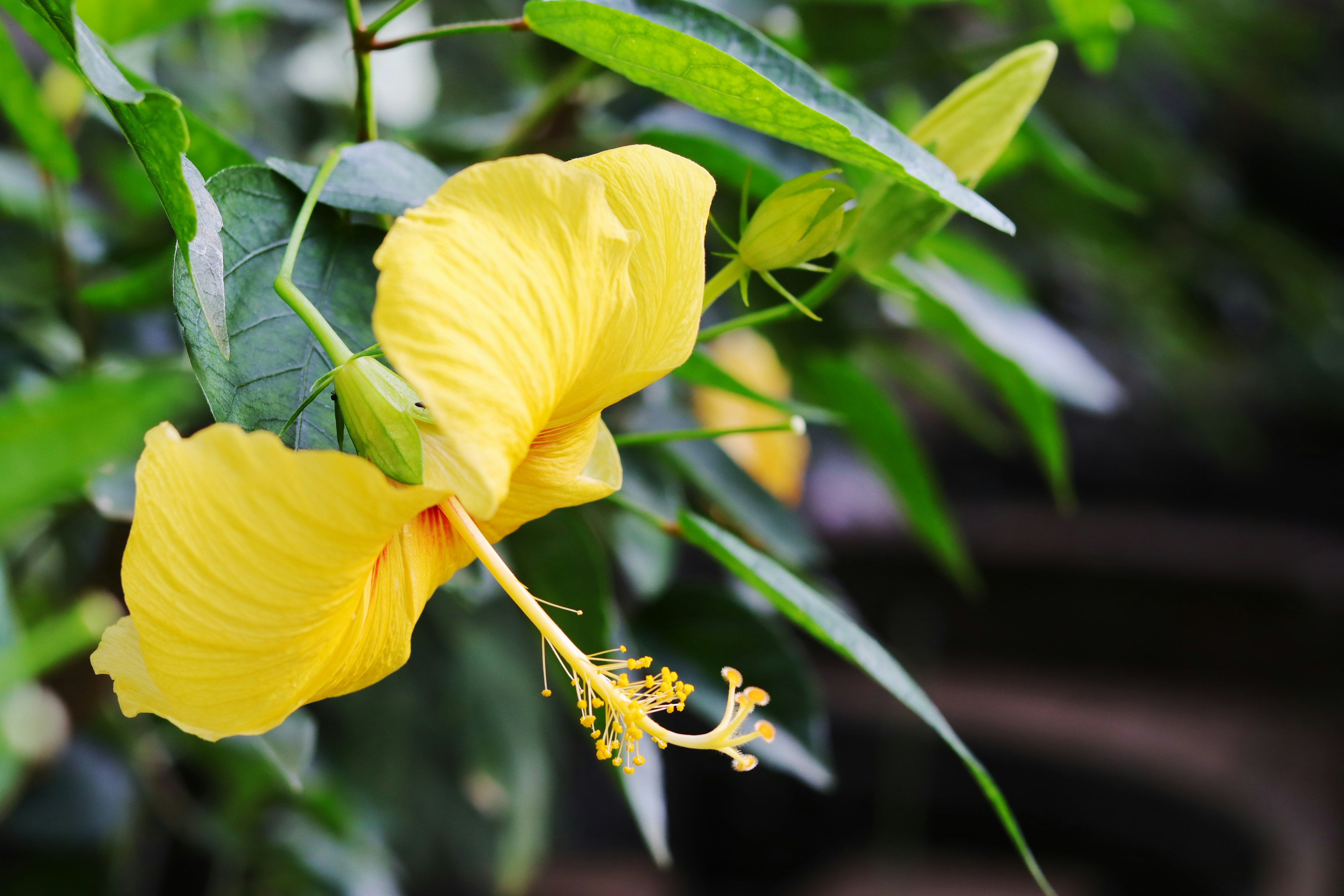 Leuchtende gelbe Hibiskusblüte umgeben von grünen Blättern