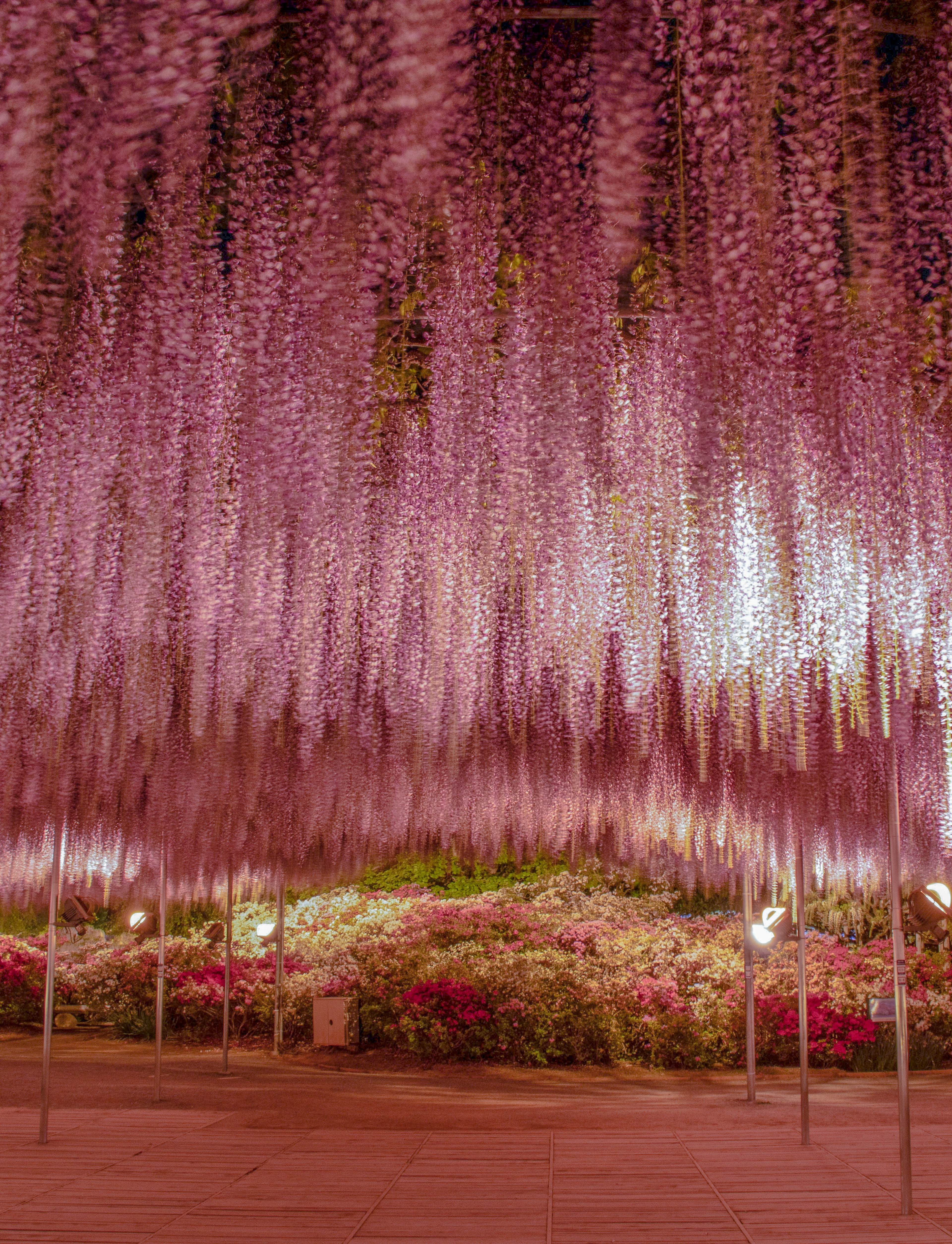 Hermosa vista de flores de glicina colgando de arriba