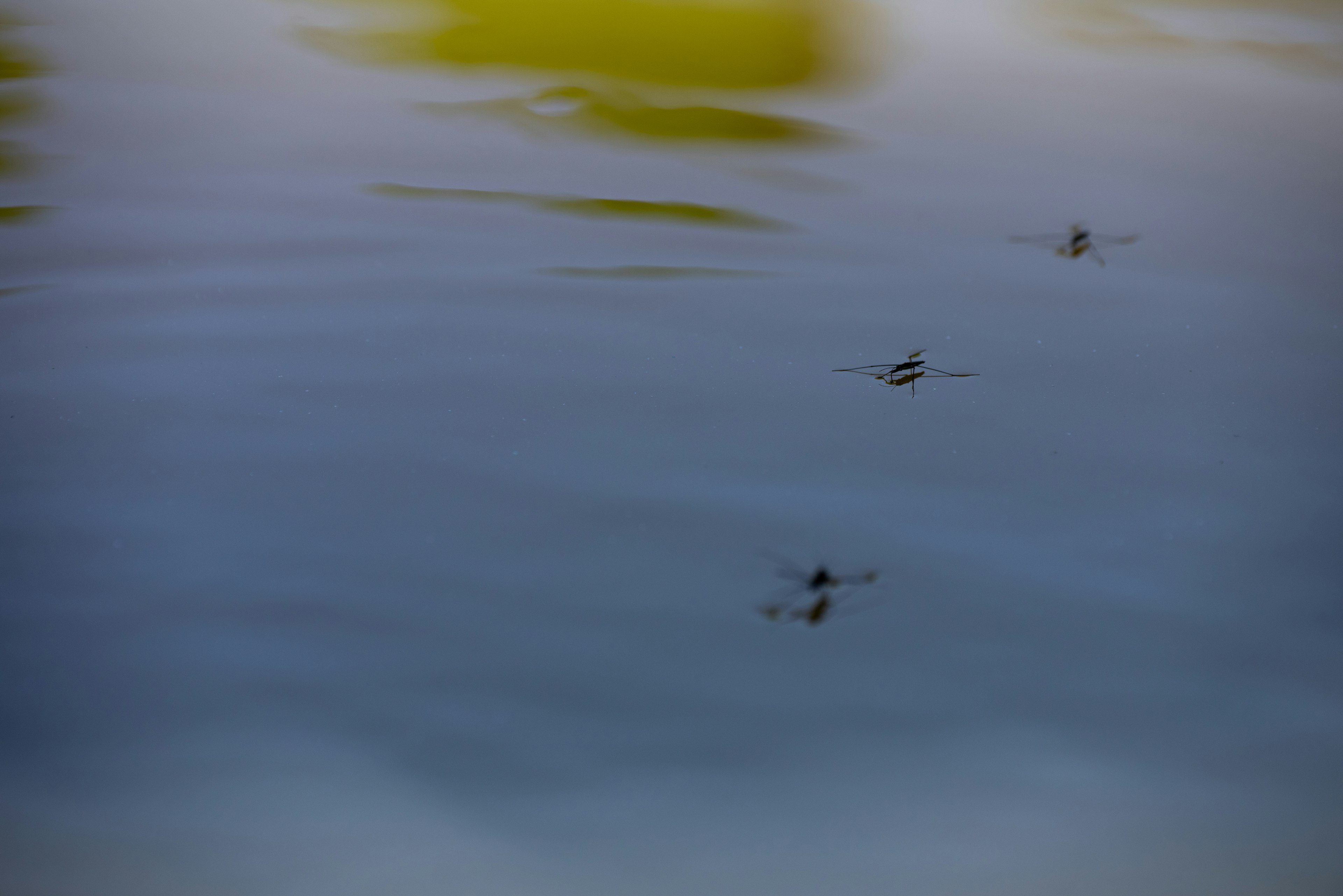 A group of small insects floating on a water surface with green reflections