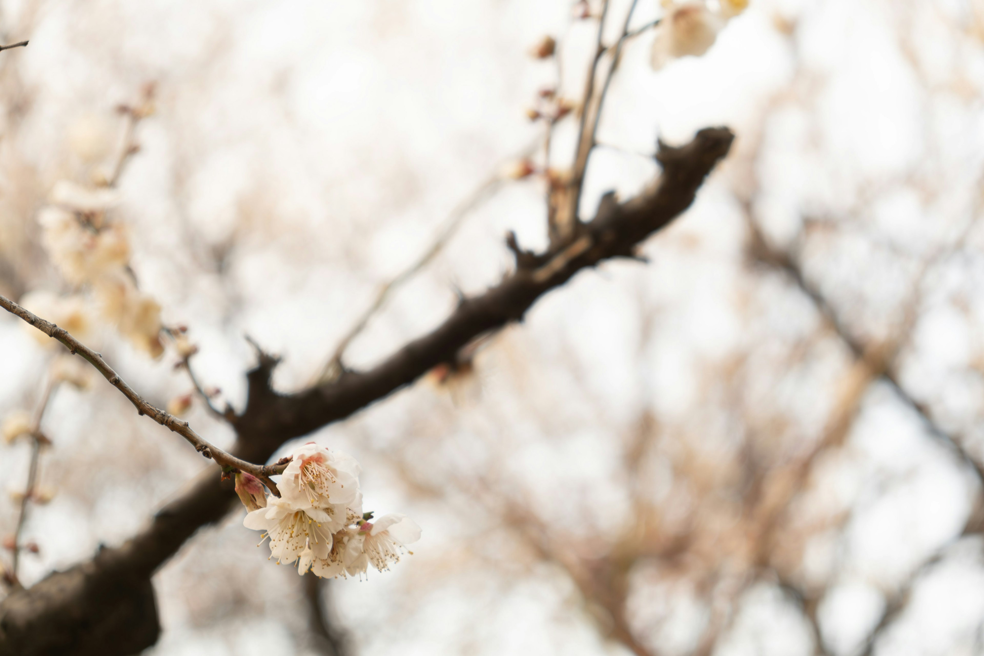 柔和背景上的细腻白花的树枝