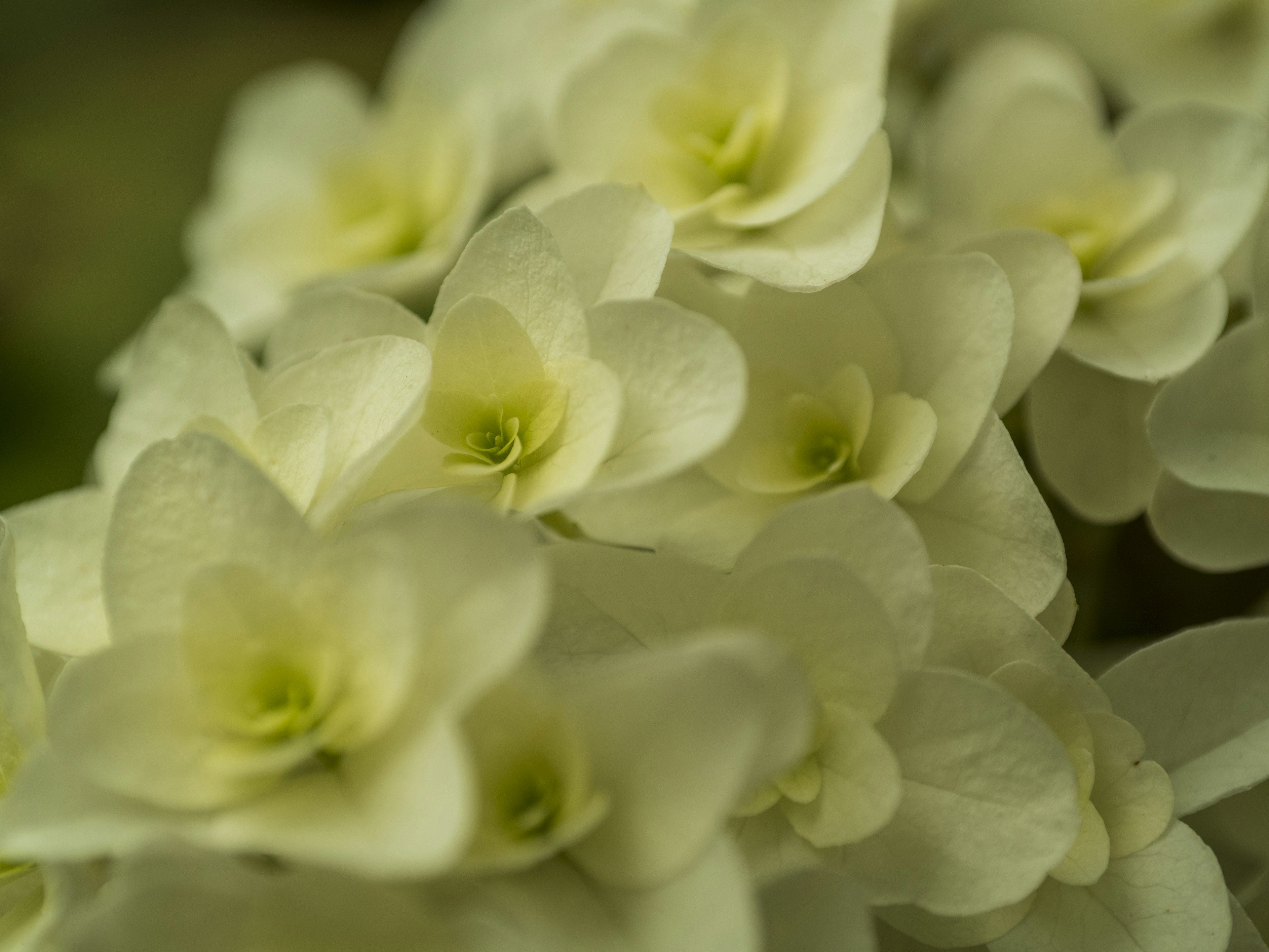 Gros plan sur des fleurs blanches avec des centres verts pâles