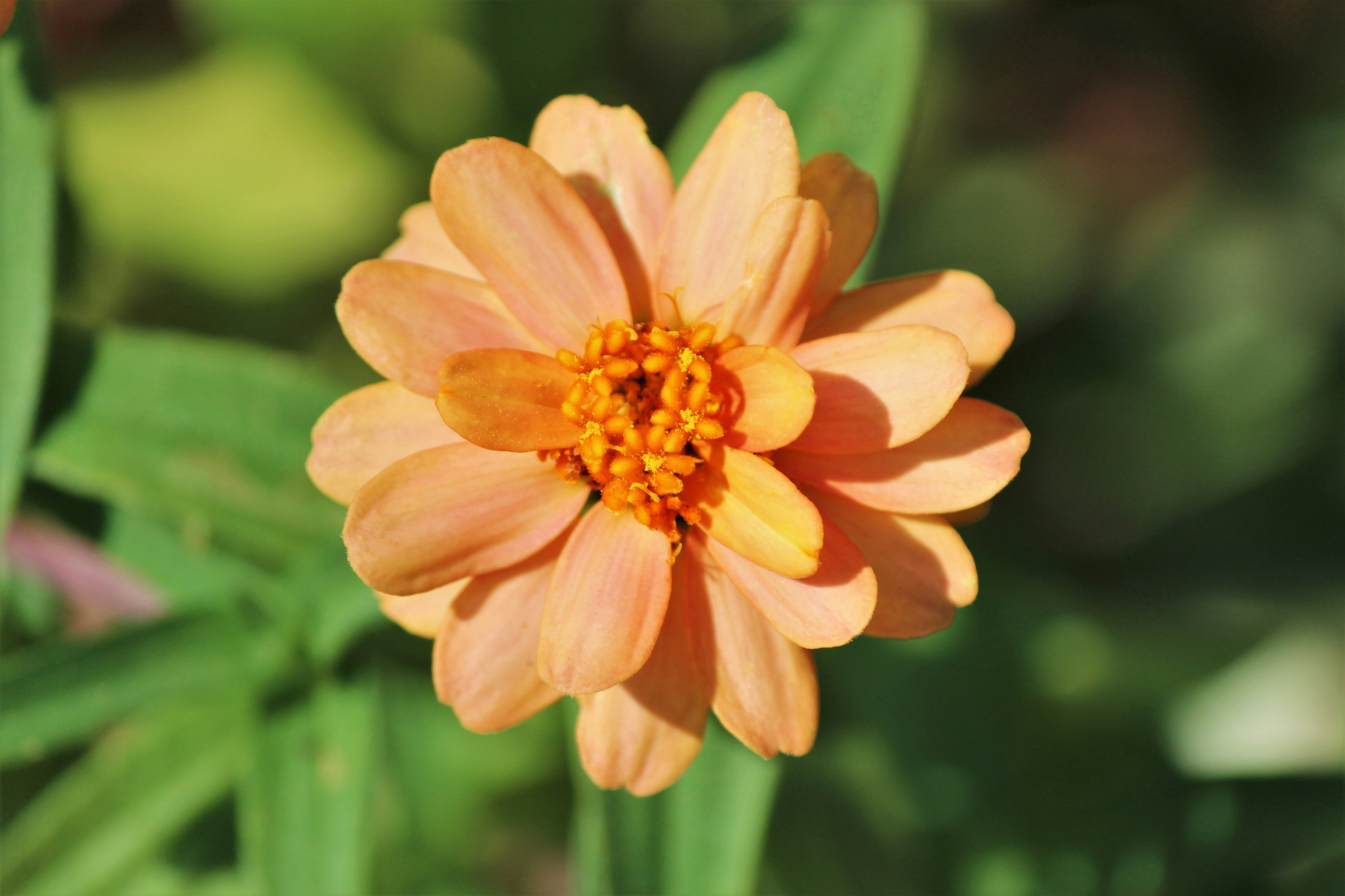 Une fleur de couleur pêche entourée de feuilles vertes