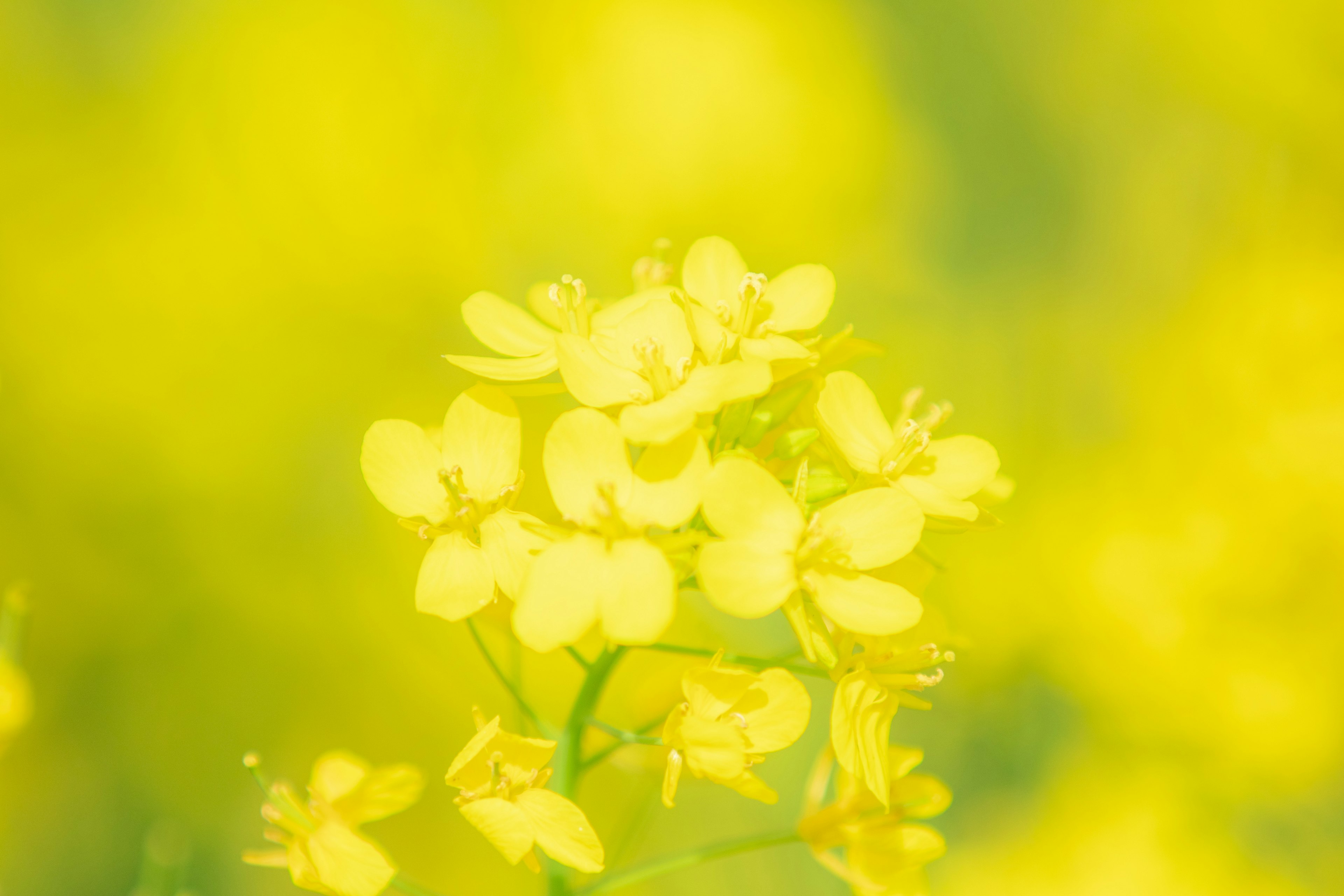 Close-up bunga kuning dikelilingi latar belakang kuning lembut