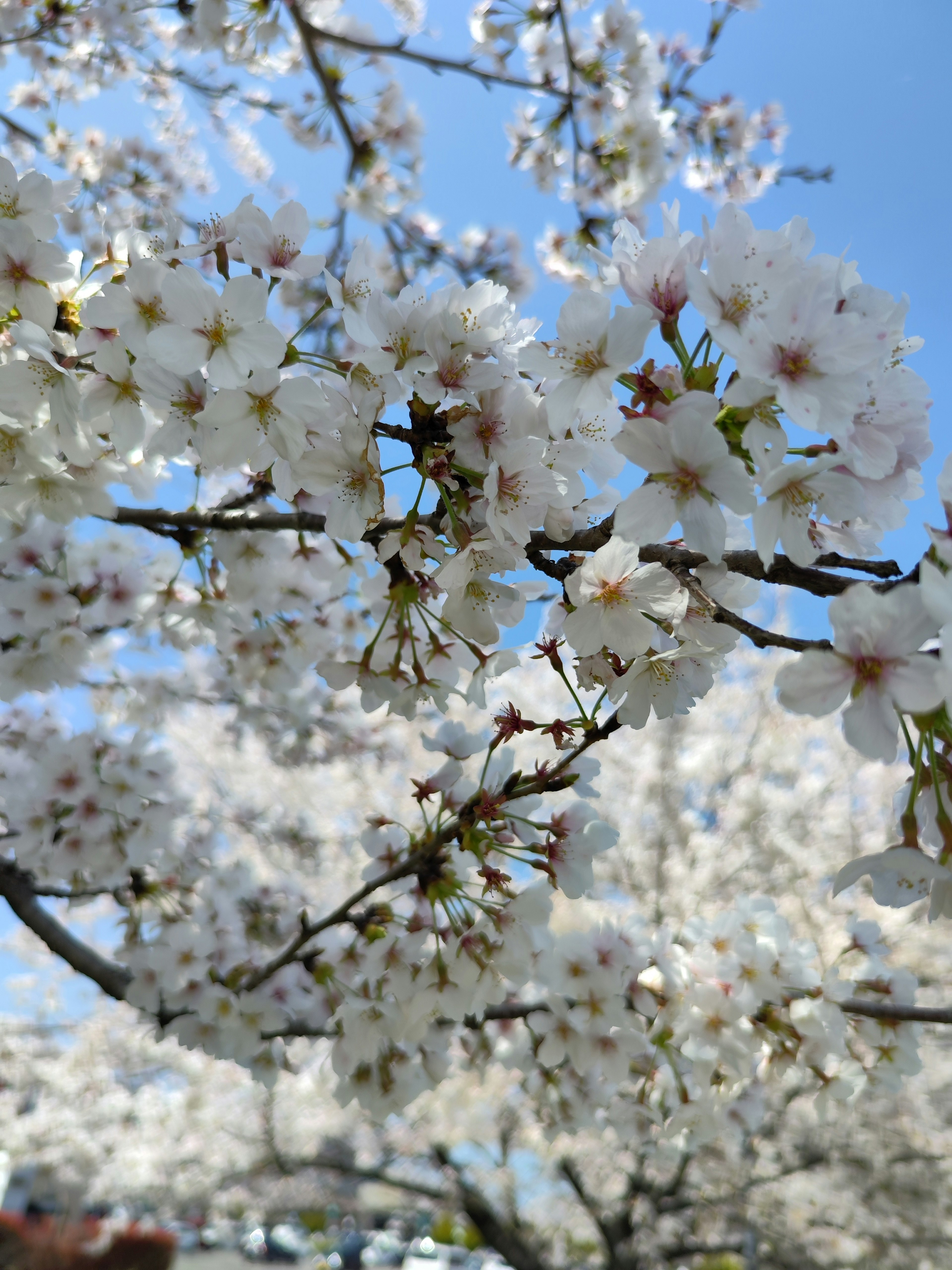 桜の花が咲いている枝のクローズアップ青空の下で