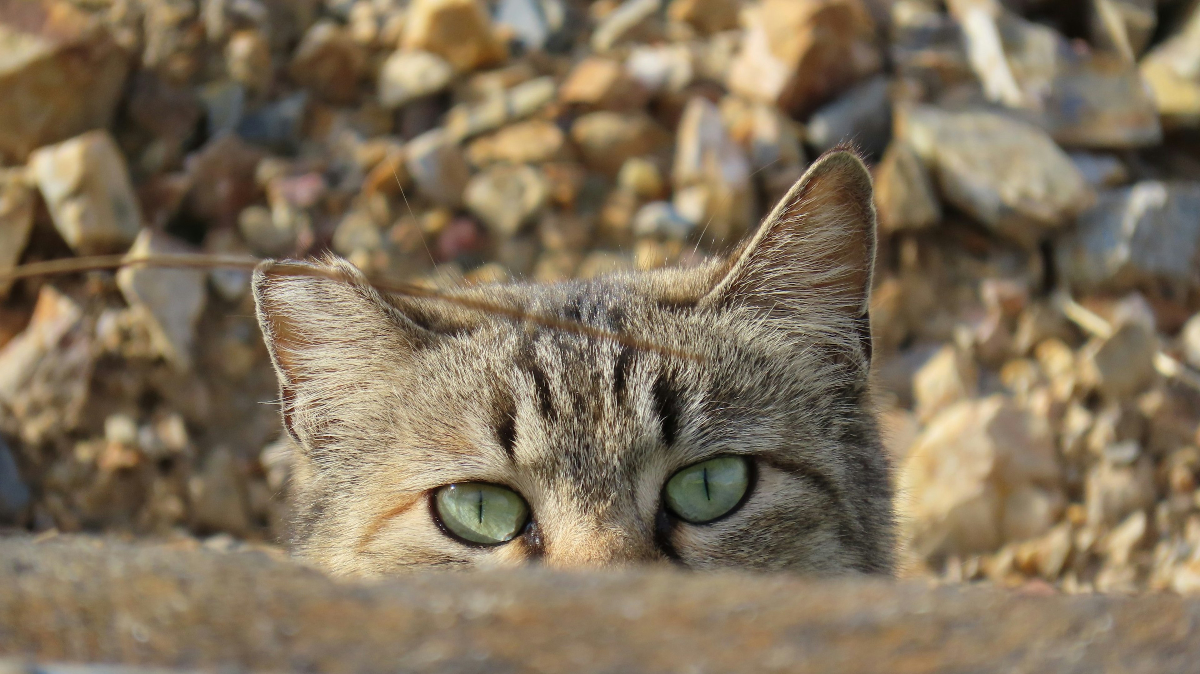 A cat's eyes peering over a rocky surface