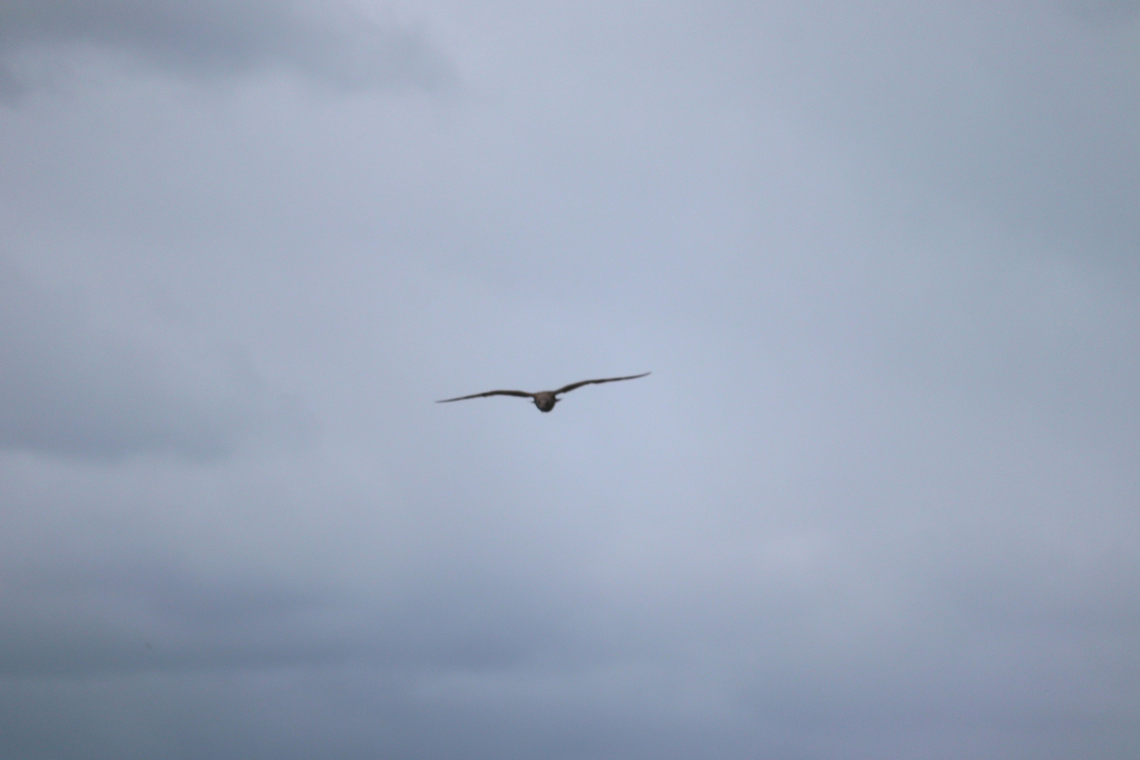 空を飛ぶ鳥のシルエットが見える曇り空の風景