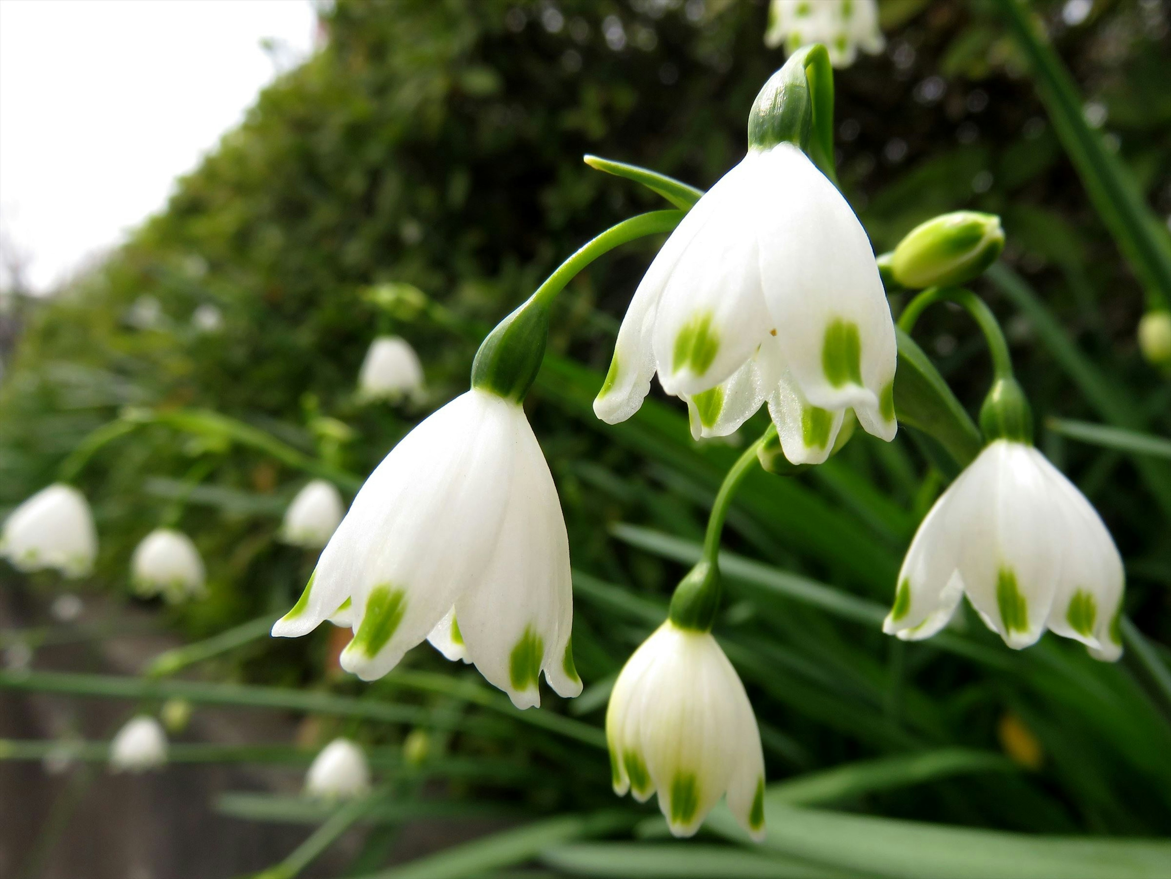 Close-up bunga snowdrop dengan kelopak putih dan tanda hijau