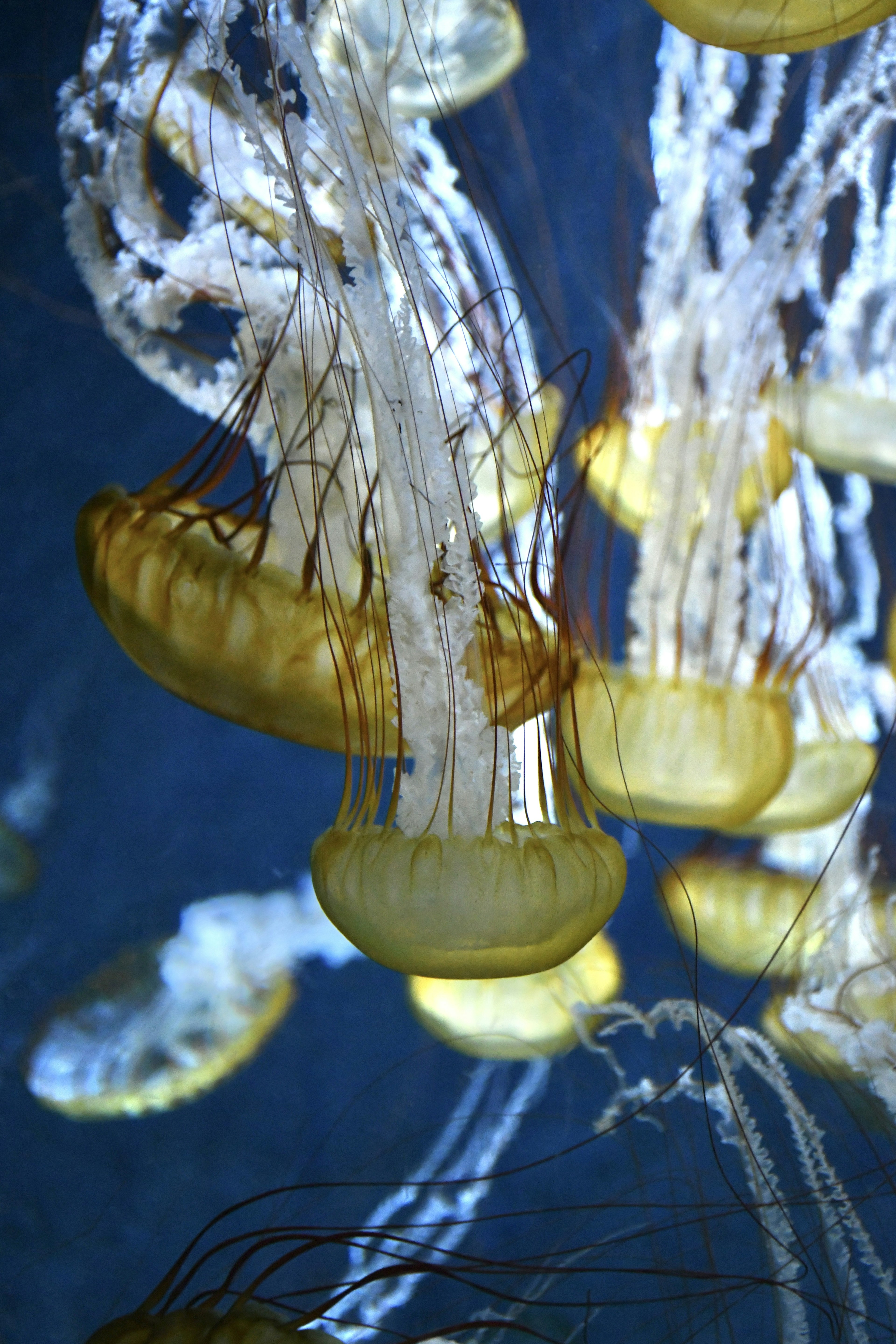 A group of jellyfish drifting in water with translucent bells and long tentacles