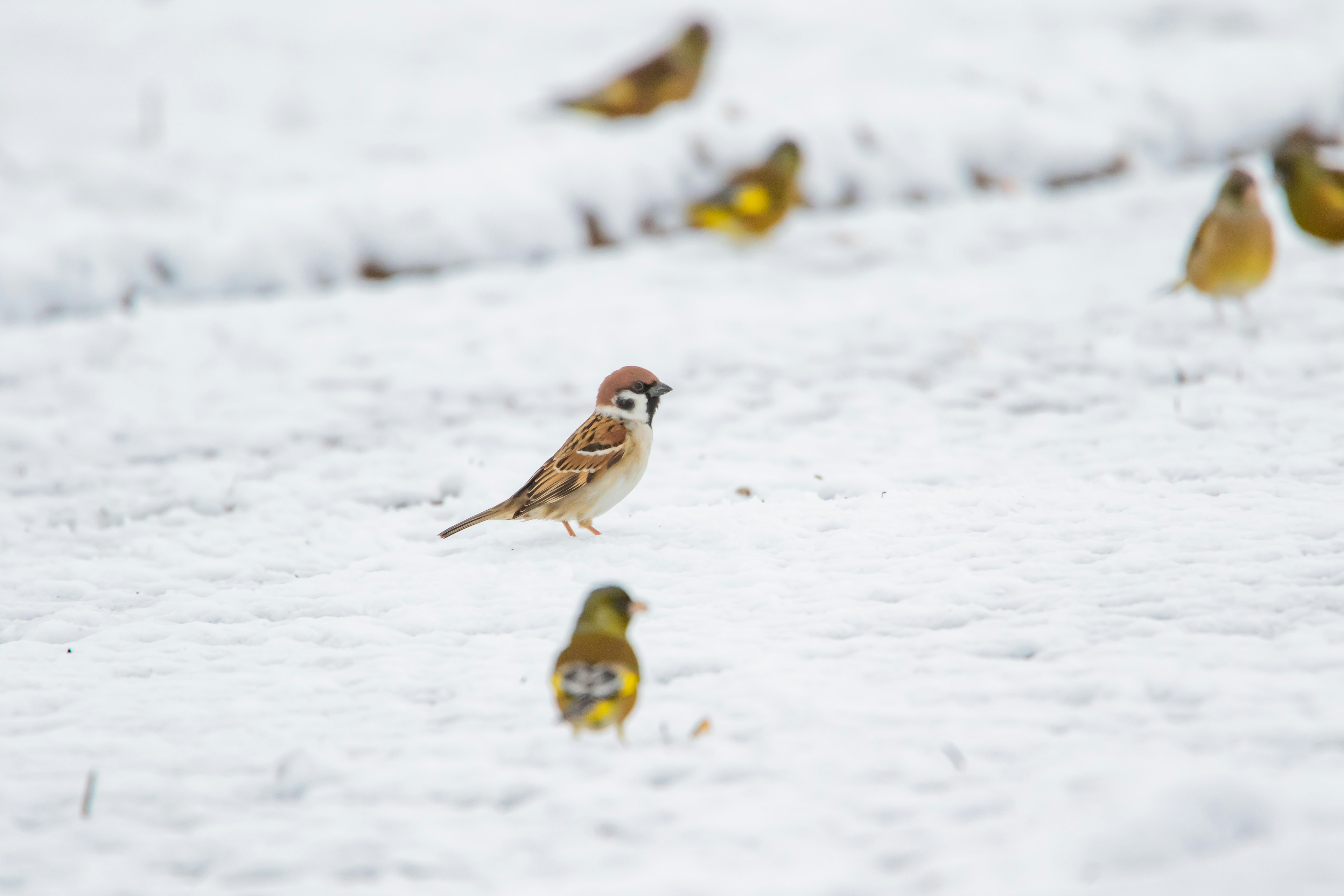 Un groupe d'oiseaux sur la neige avec un oiseau distinct au premier plan