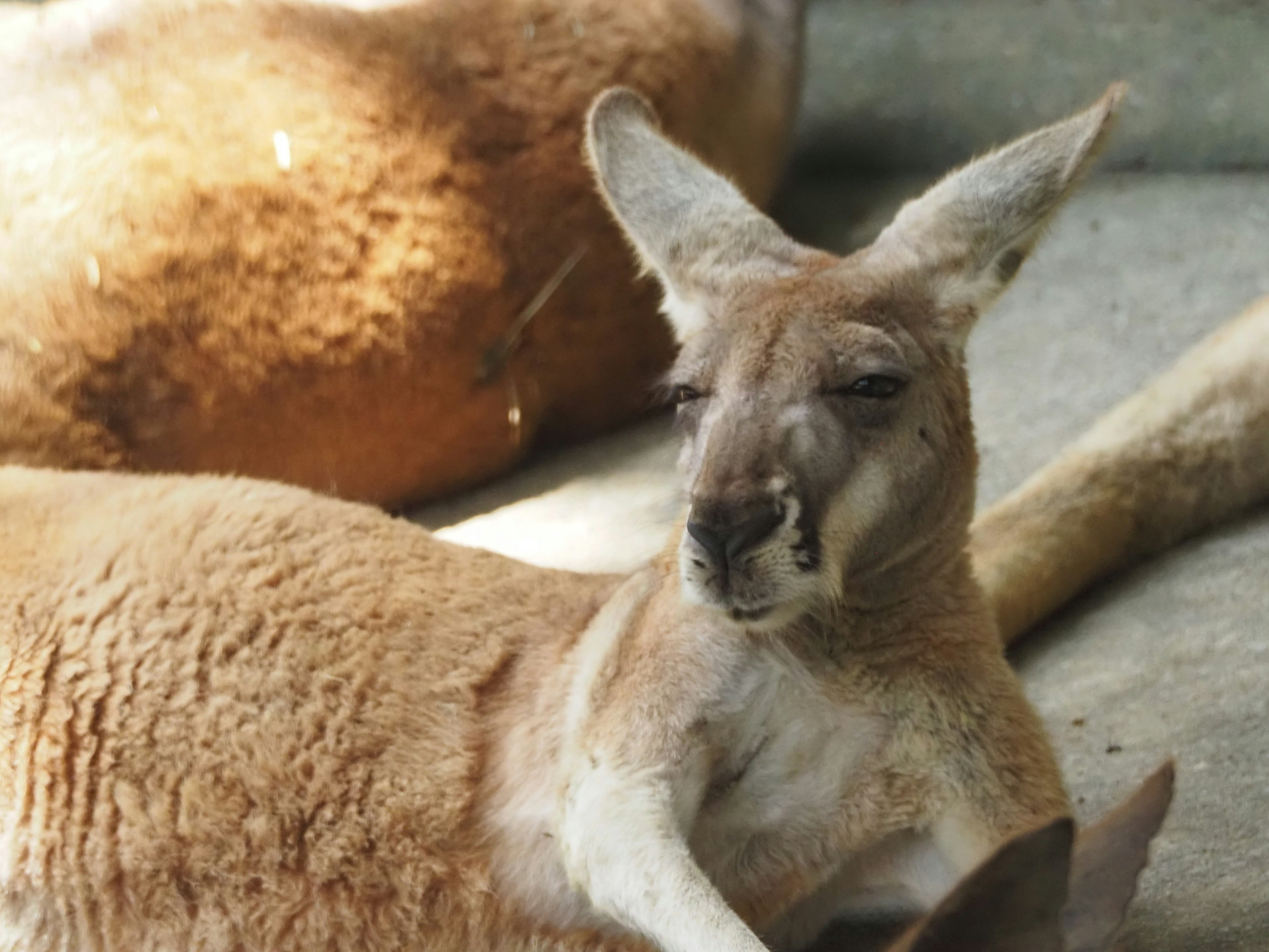 A kangaroo relaxing in a natural setting with another kangaroo in the background