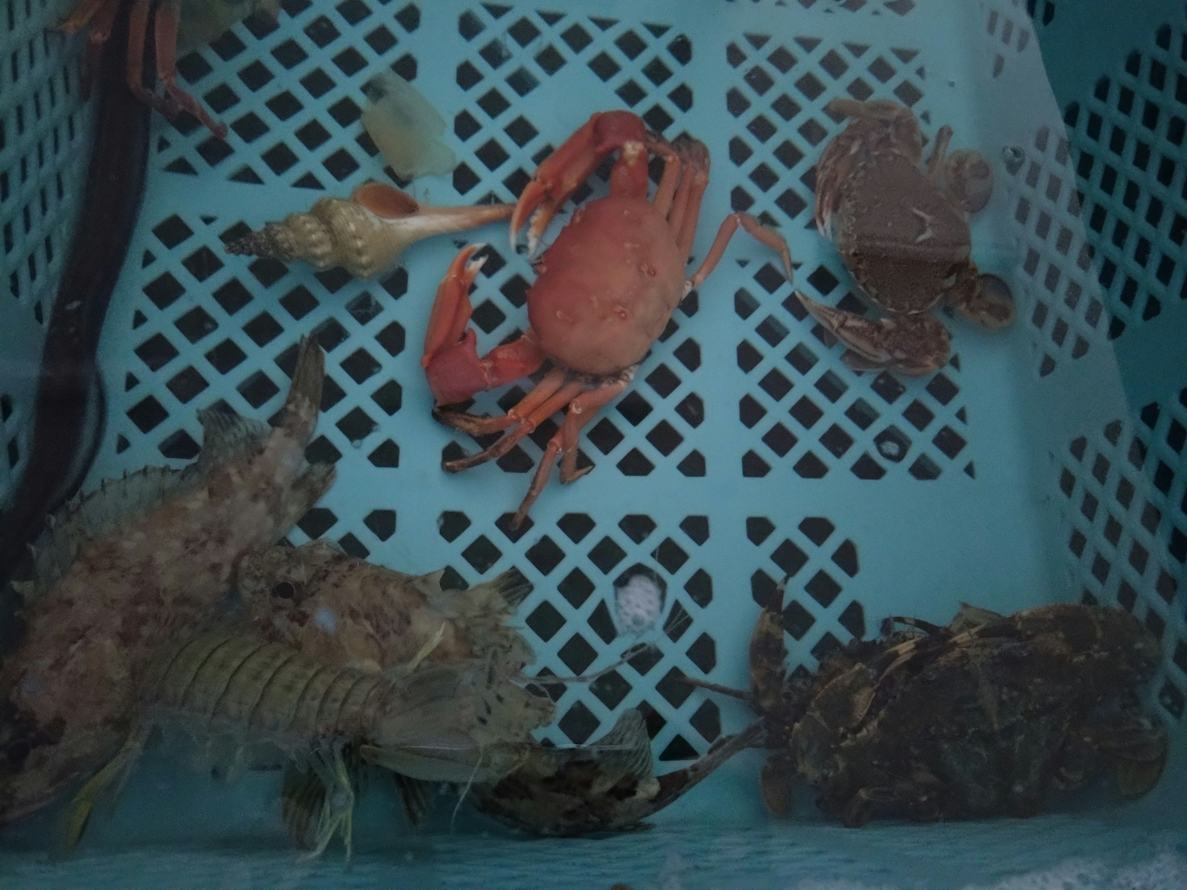 Makhluk laut termasuk kepiting dan lobster dalam keranjang biru