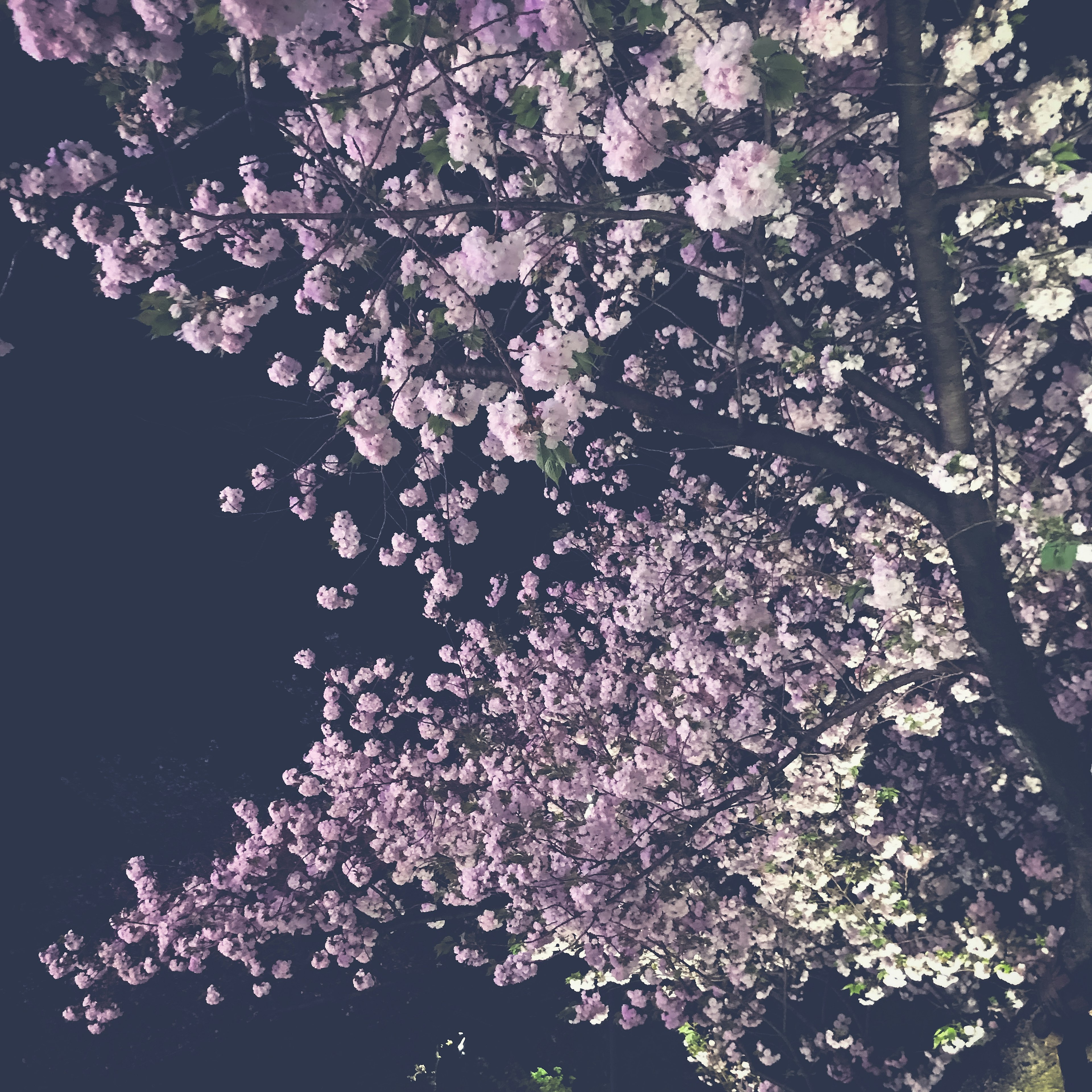 Blooming cherry blossom tree branches at night