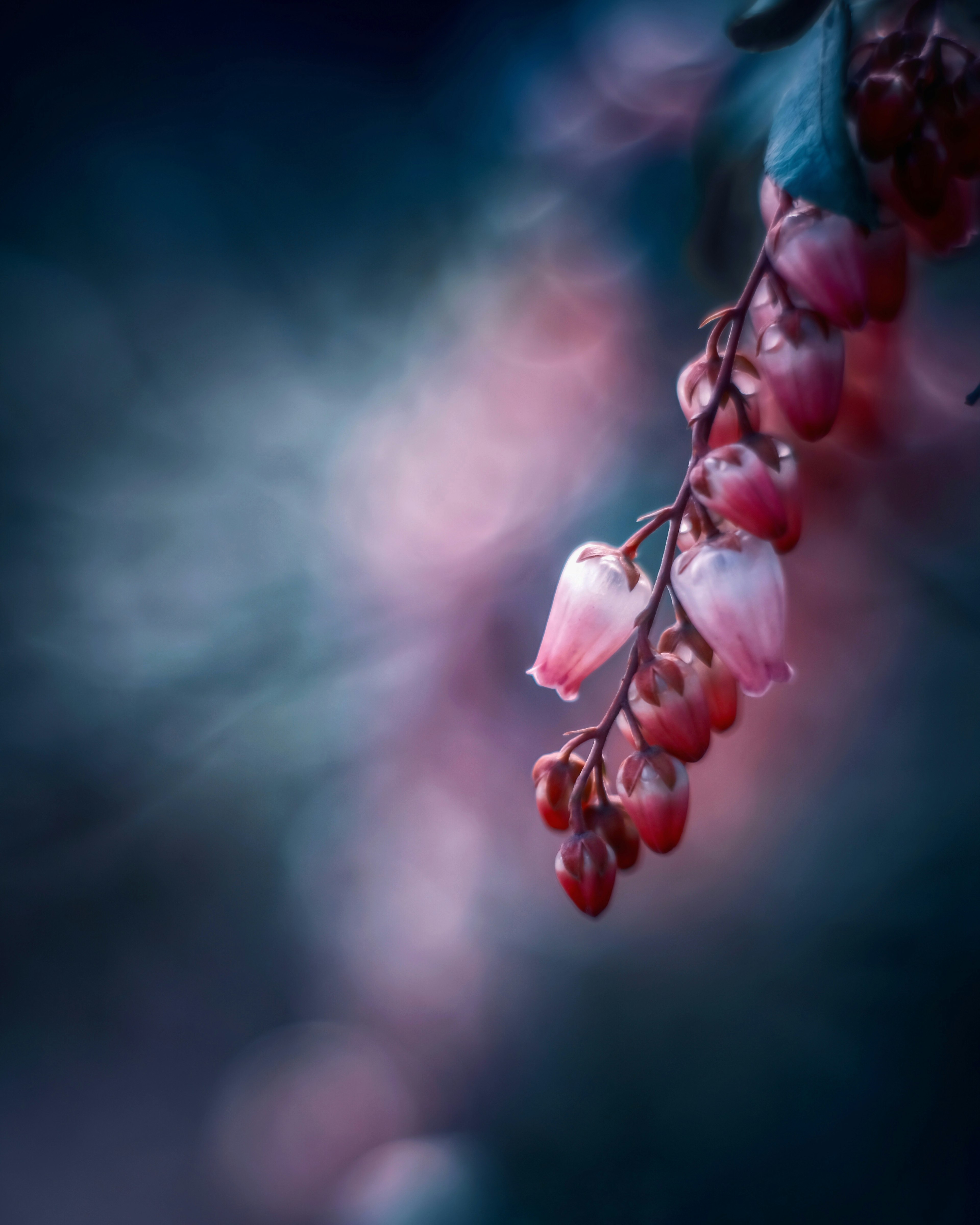 Primo piano di un ramo con fiori rosa delicati appesi su uno sfondo sfocato