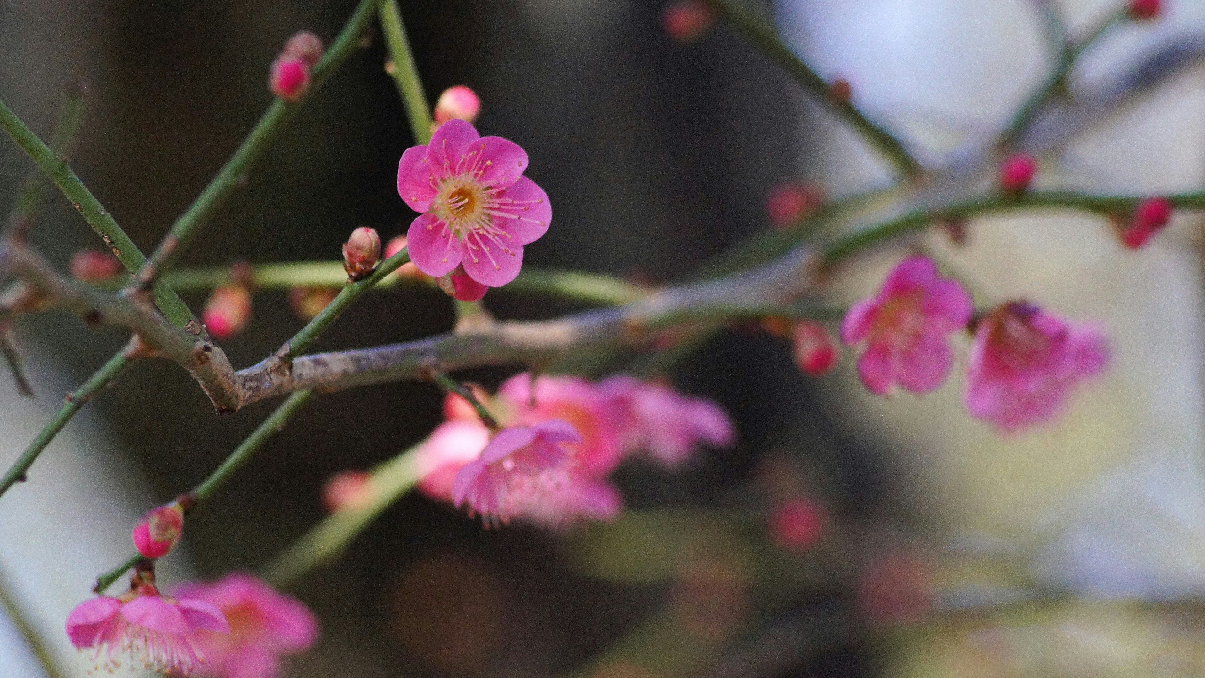 薄いピンクの花が咲く枝が焦点にある写真