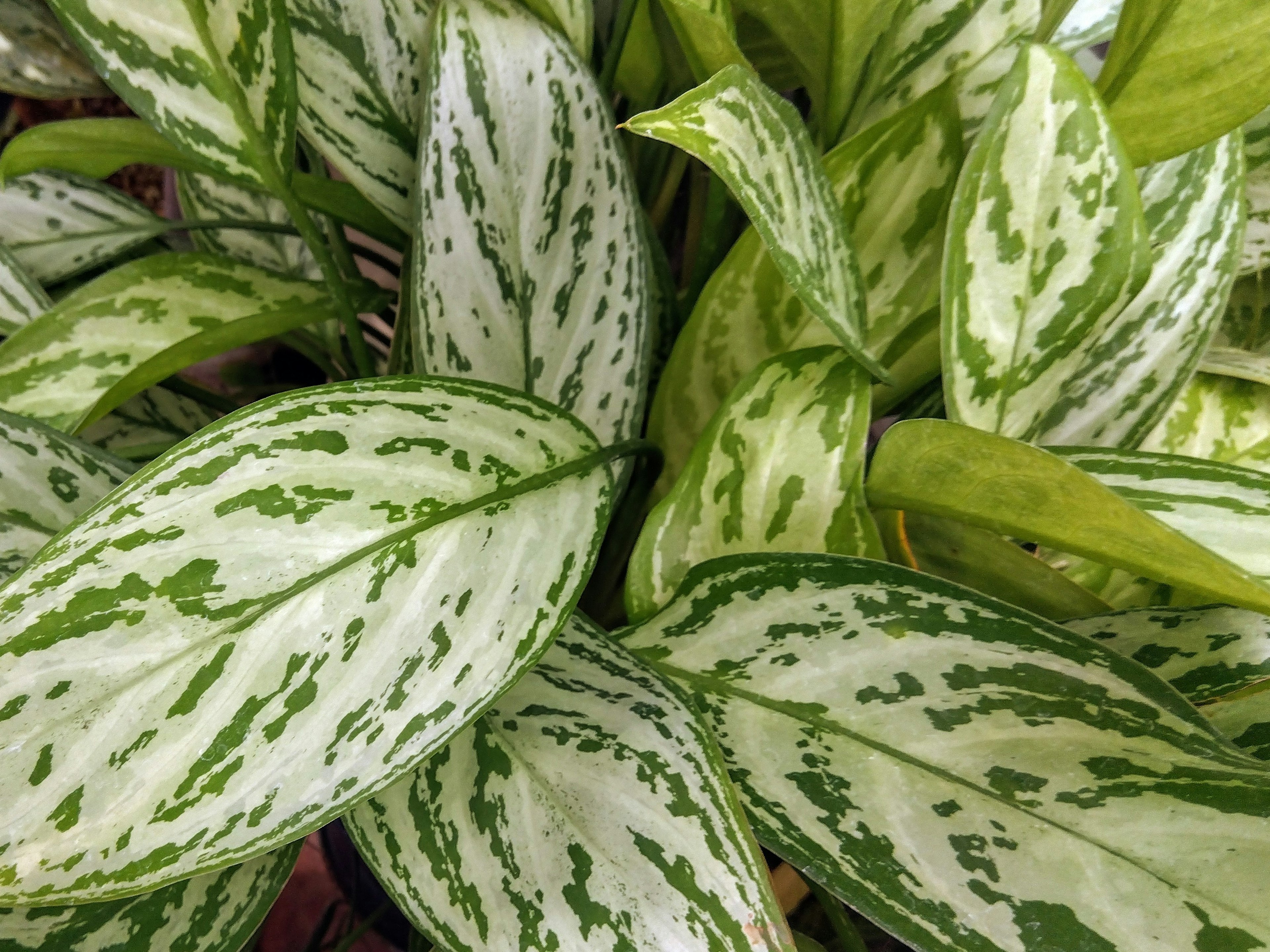 Close-up of a plant with green and white speckled leaves