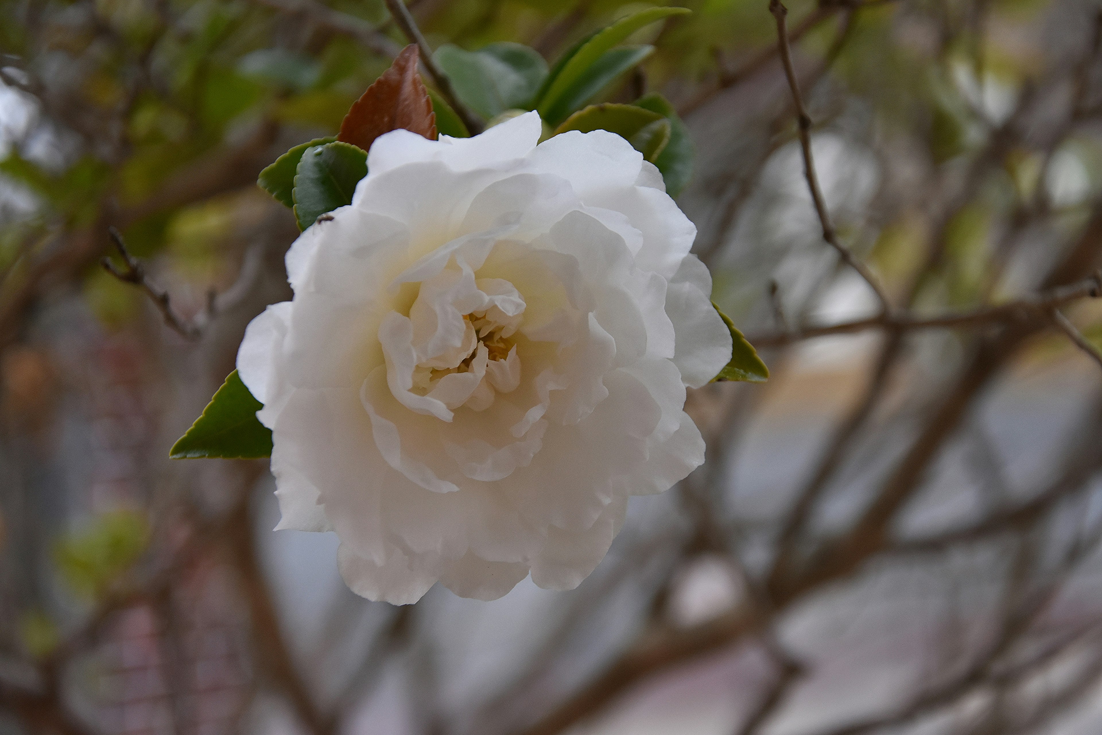 Eine schöne weiße Kamelienblüte, die an einem Zweig blüht