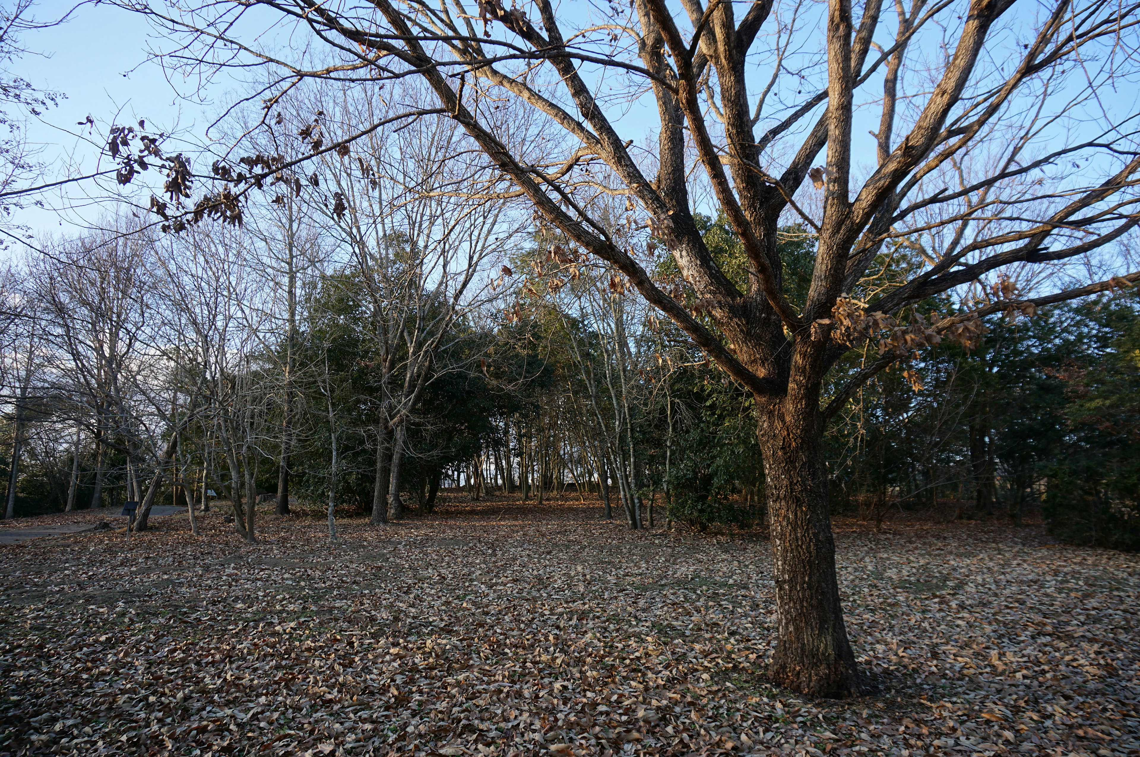 Paysage d'hiver avec des arbres nus et des feuilles mortes dans un parc